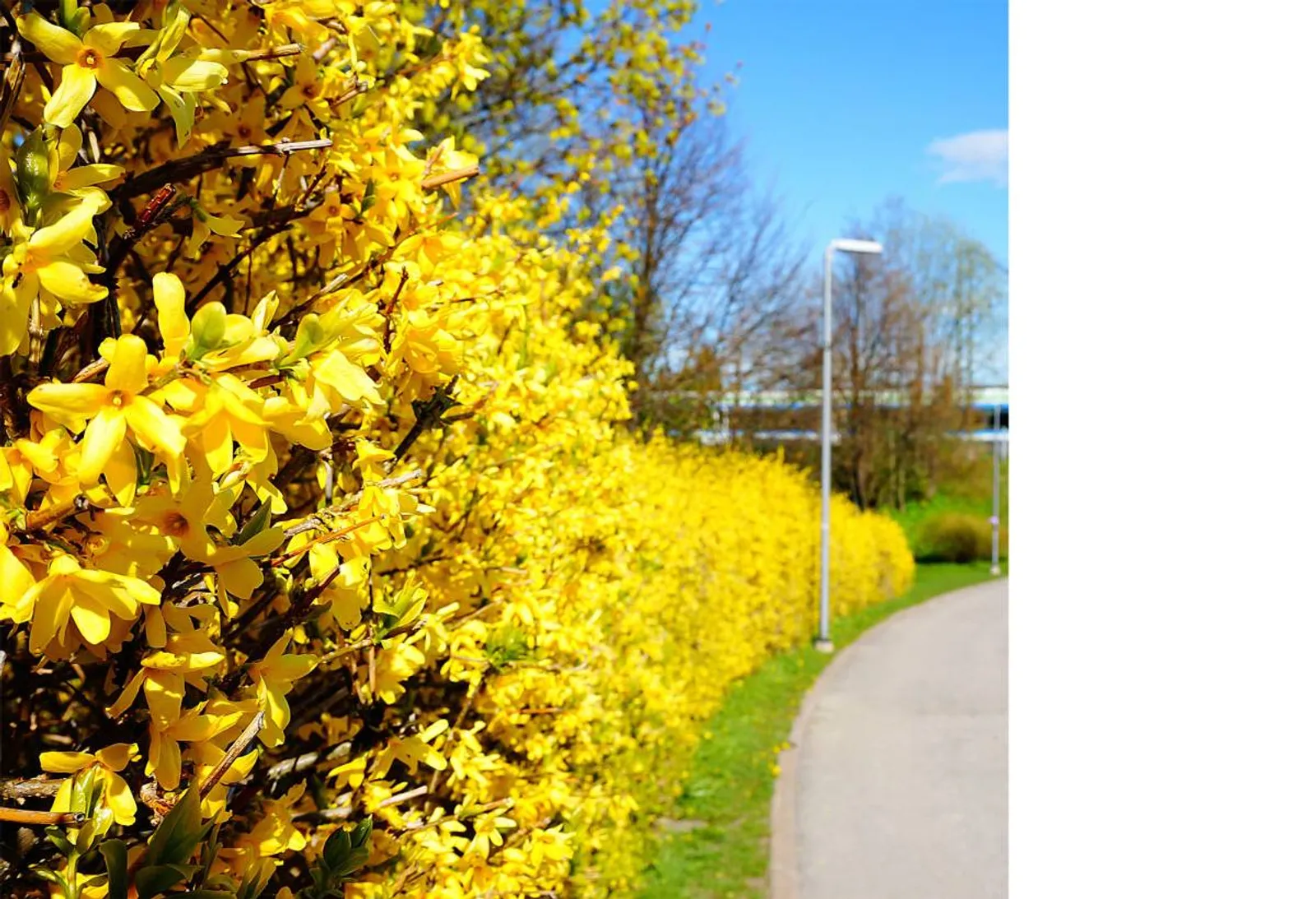 Hybridforsythia 'Freja' E, 20-40 cm - bild 4
