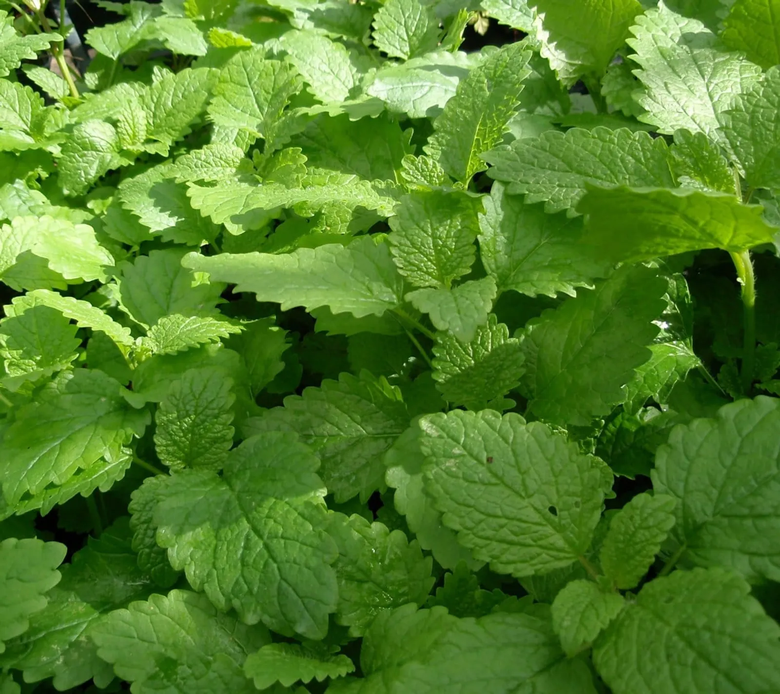 Citronmeliss 'Citronmeliss', ekofrö - bild 1
