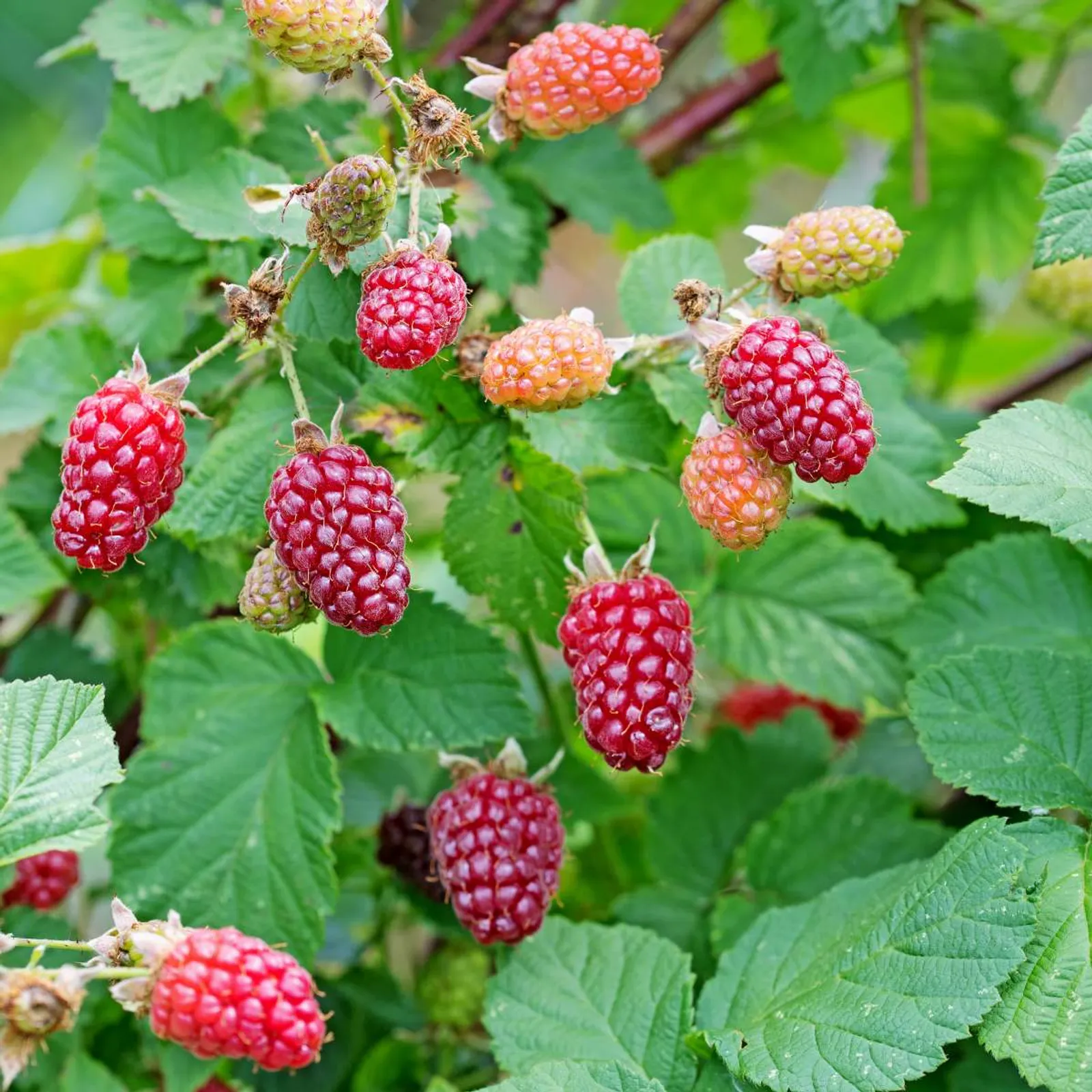 Björnbärshallon "Tayberry", 1-pack - bild 2