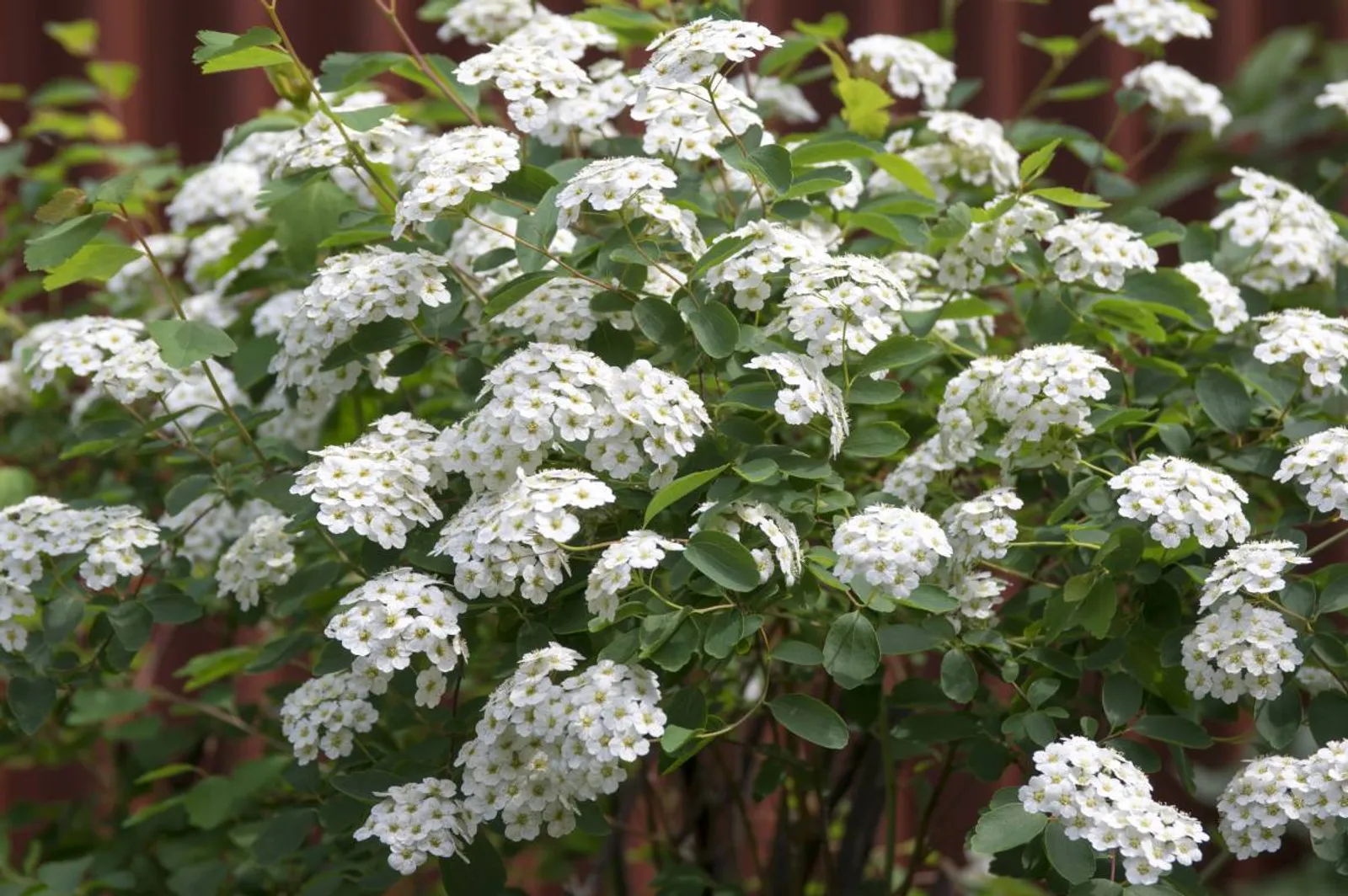 Bukettspirea, 20-40 cm - bild 3