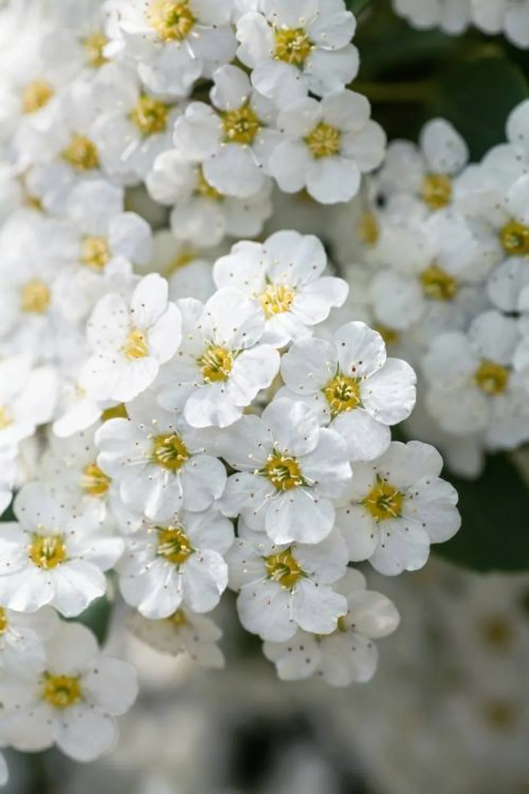 Bukettspirea, 20-40 cm - bild 2
