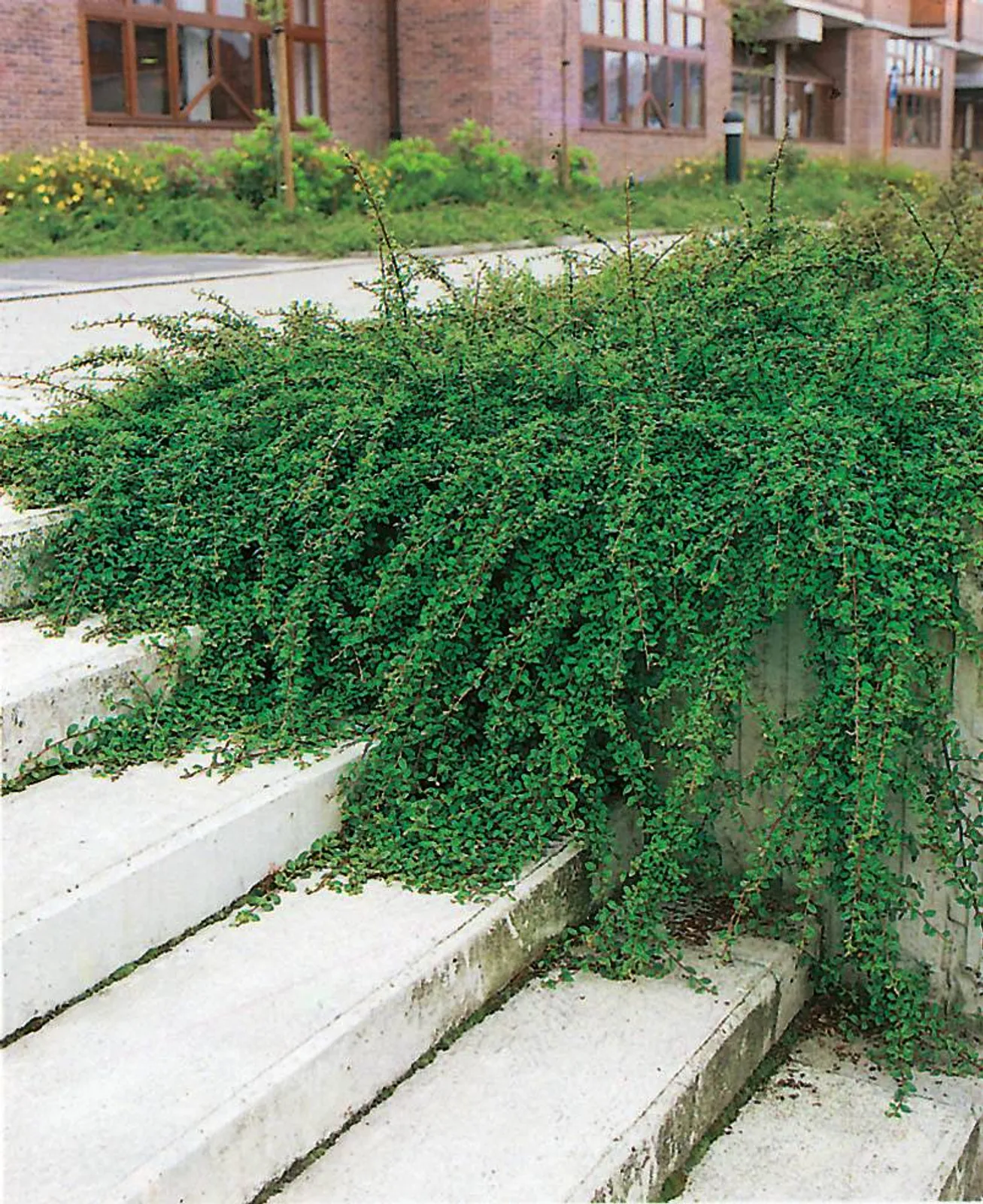 Skogholmsoxbär 'Skogholm', 10-20 cm - bild 1
