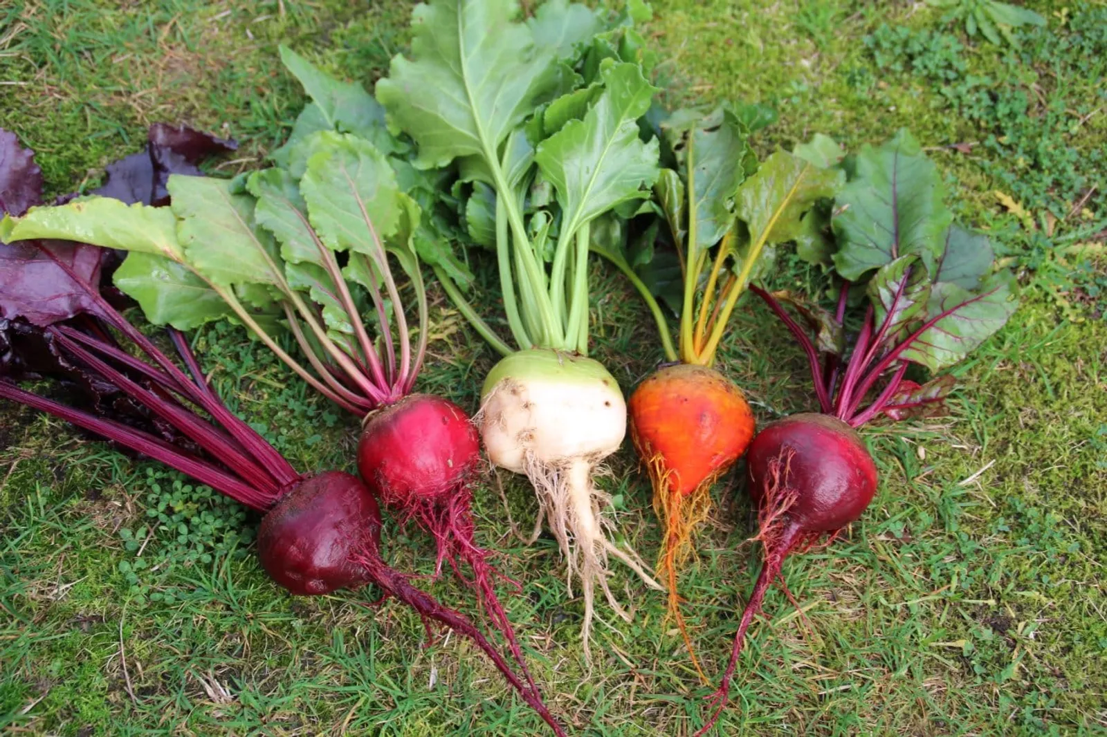 Rödbeta 'Rödbetsmix', ekofrö - bild 3