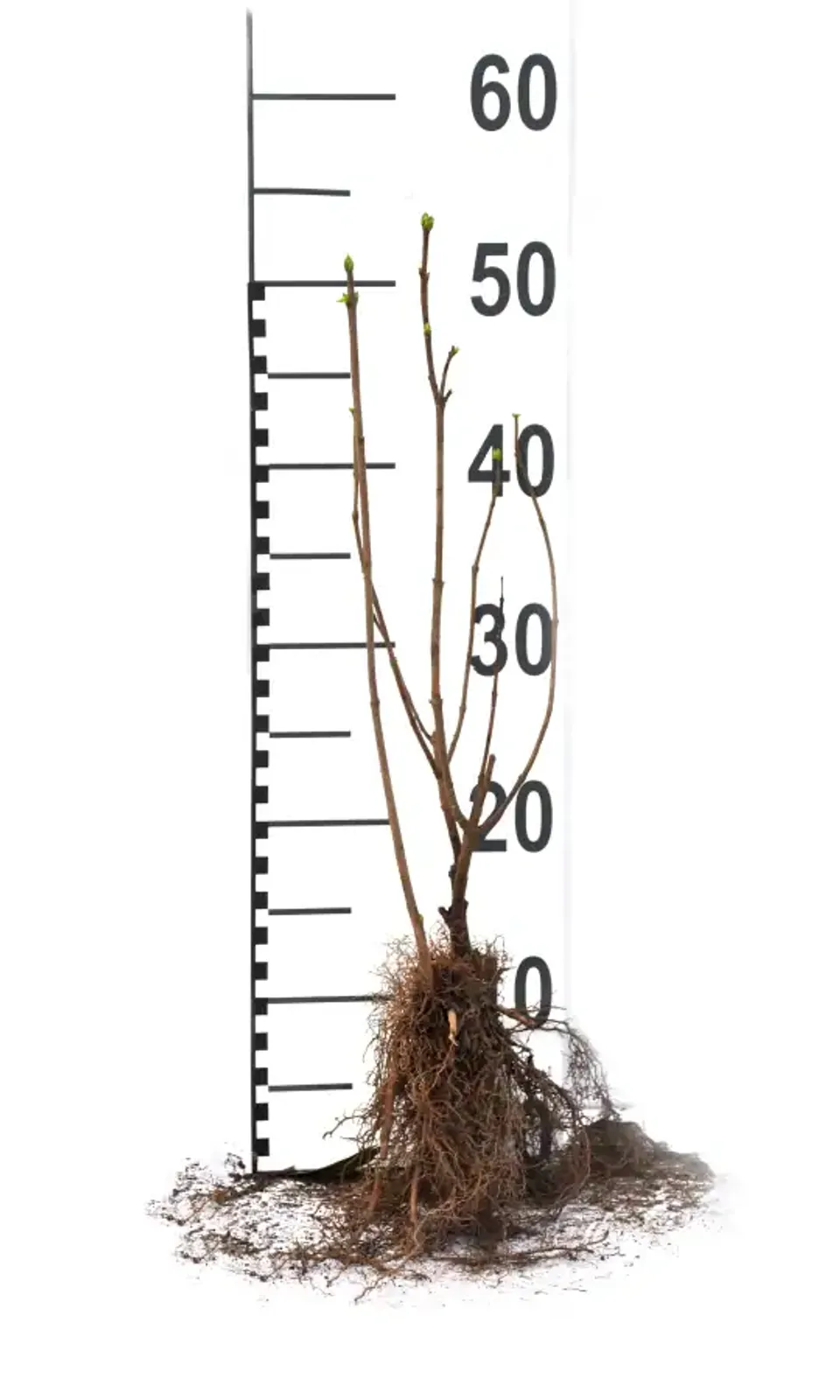 Vit syren, 30-50 cm - bild 7