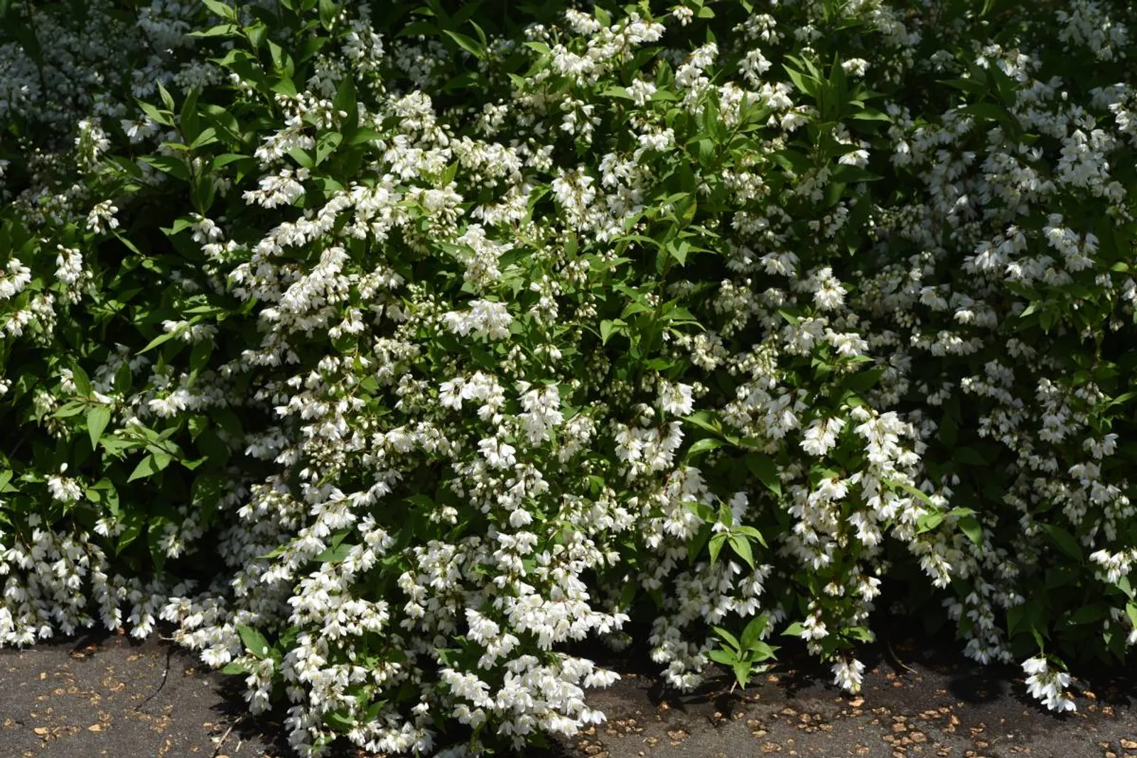 Bruddeutzia, 15-30 cm - bild 5
