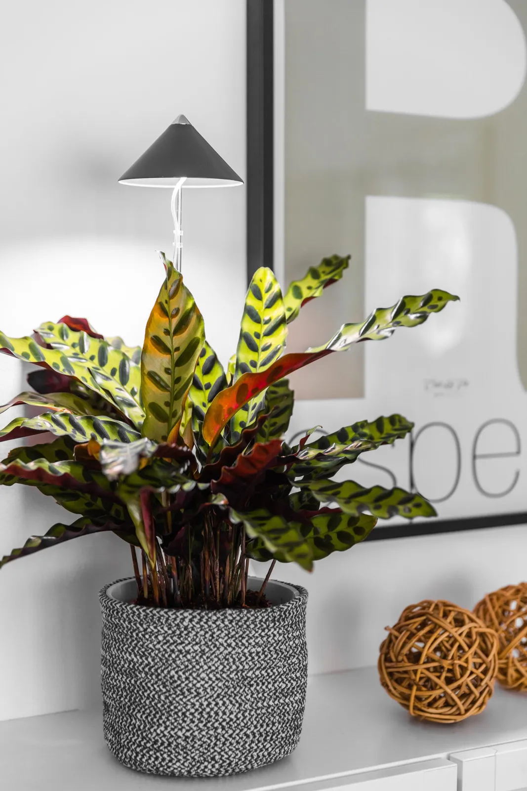 Växtlampa Venso Sunlite Grafitgrå 7W - bild 1