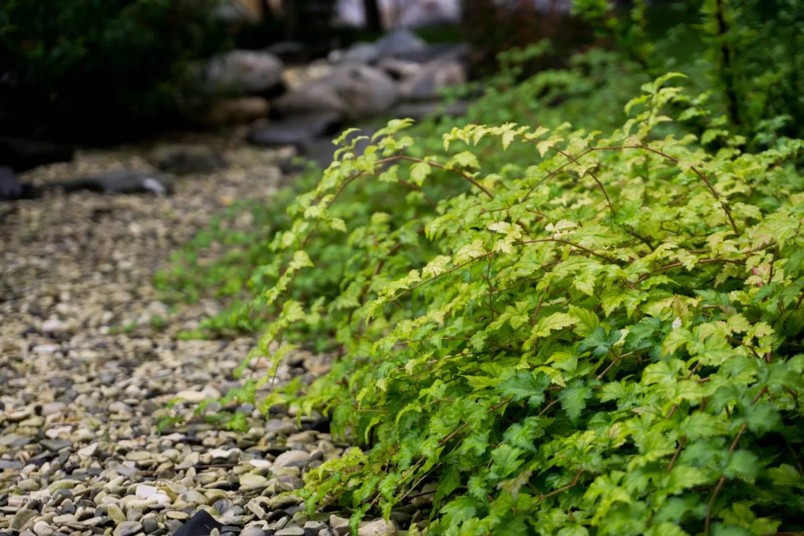 Liten stefanandra 'Crispa', 15-30 cm - bild 5