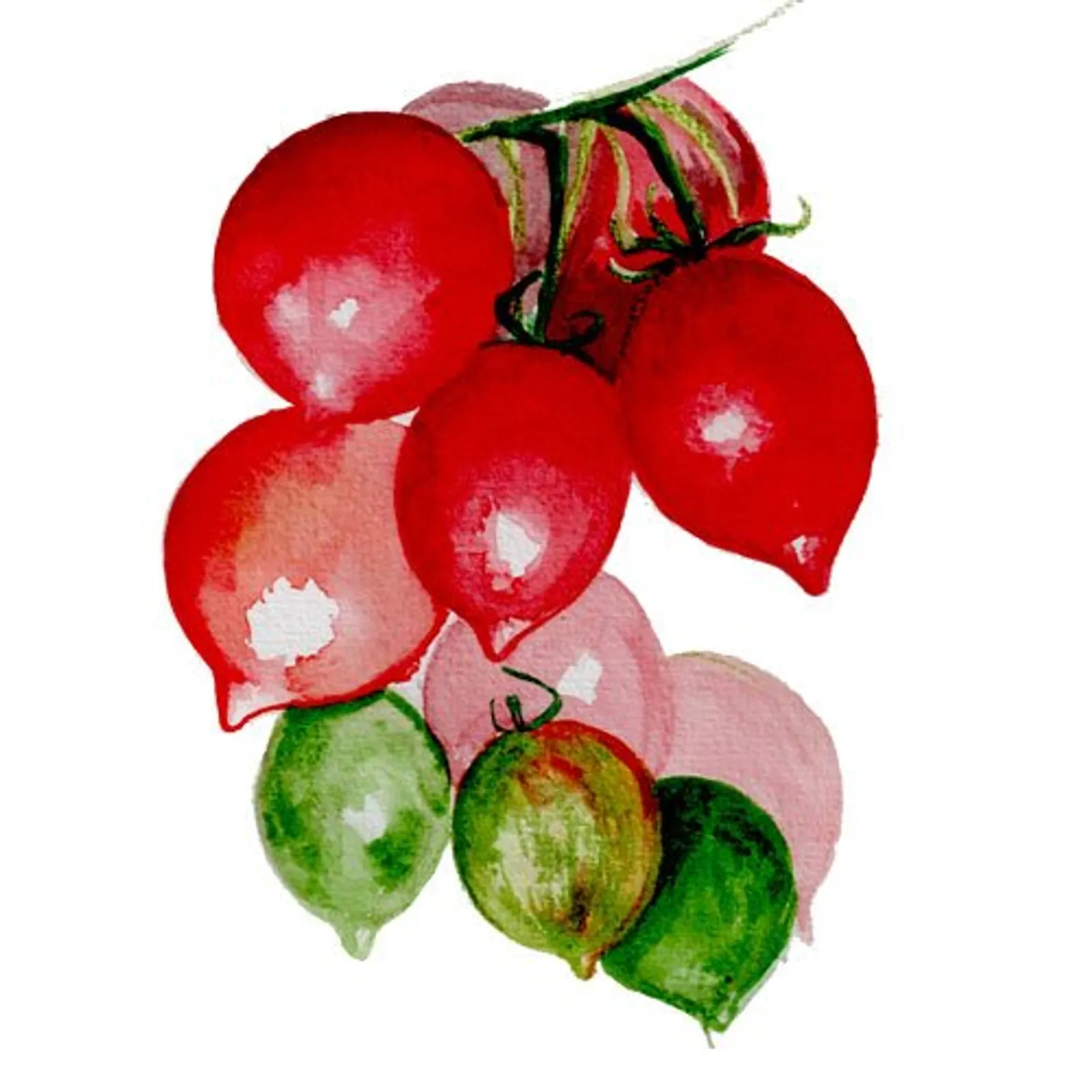 Vintertomat 'Kenneth's Piennolo', Frö - bild 1
