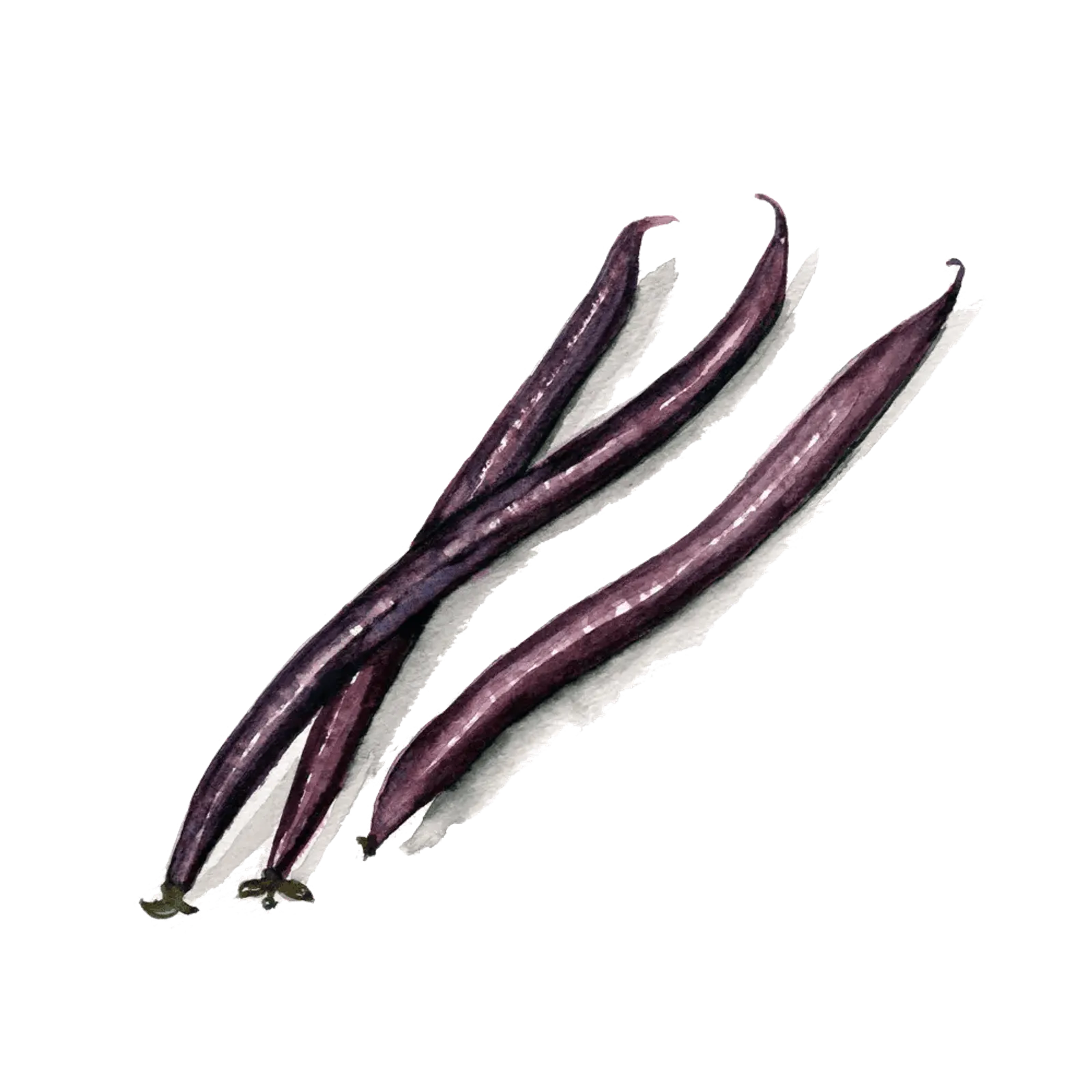 Brytböna 'Purple Queen', Frö - bild 1