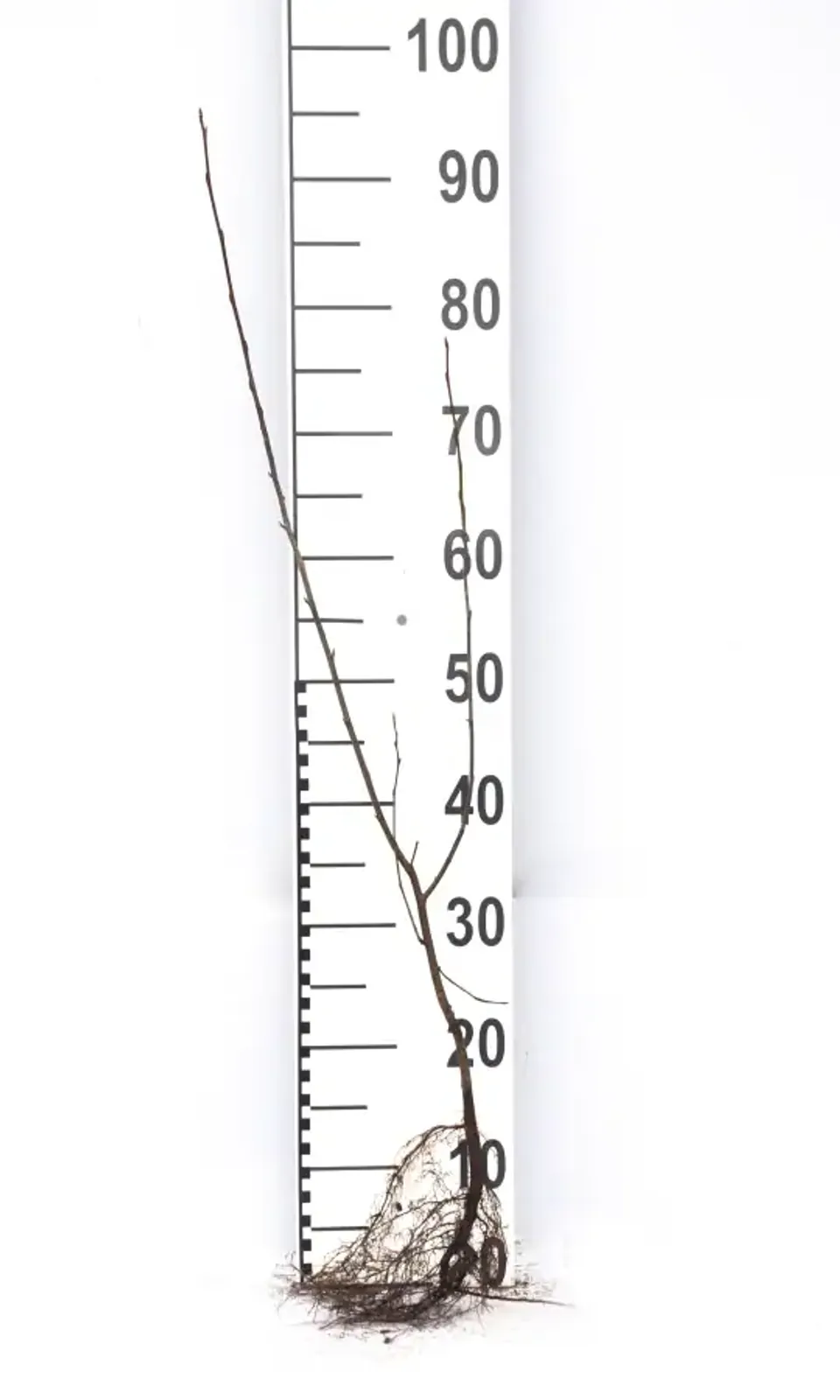 Prakthäggmispel, 50-80 cm - bild 7