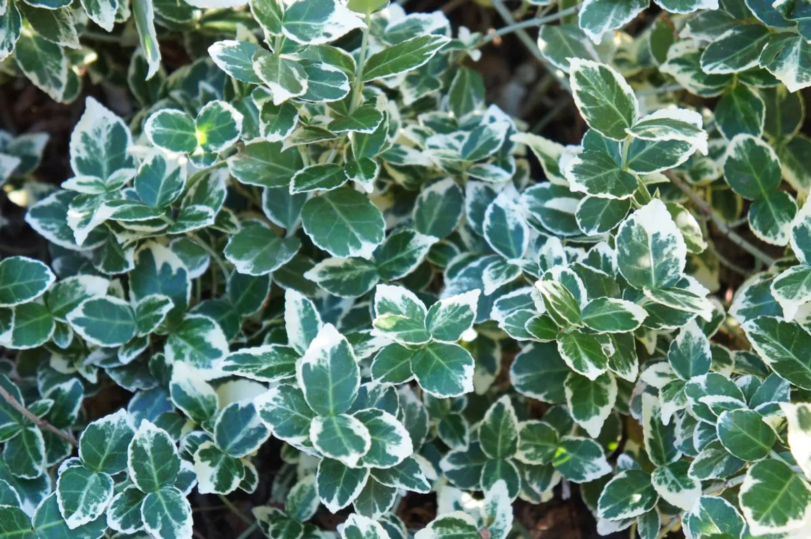 Klätterbenved 'Emarald Gaiety' (syn. benved 'Emarald Gaiety'), 15-30 cm - bild 2