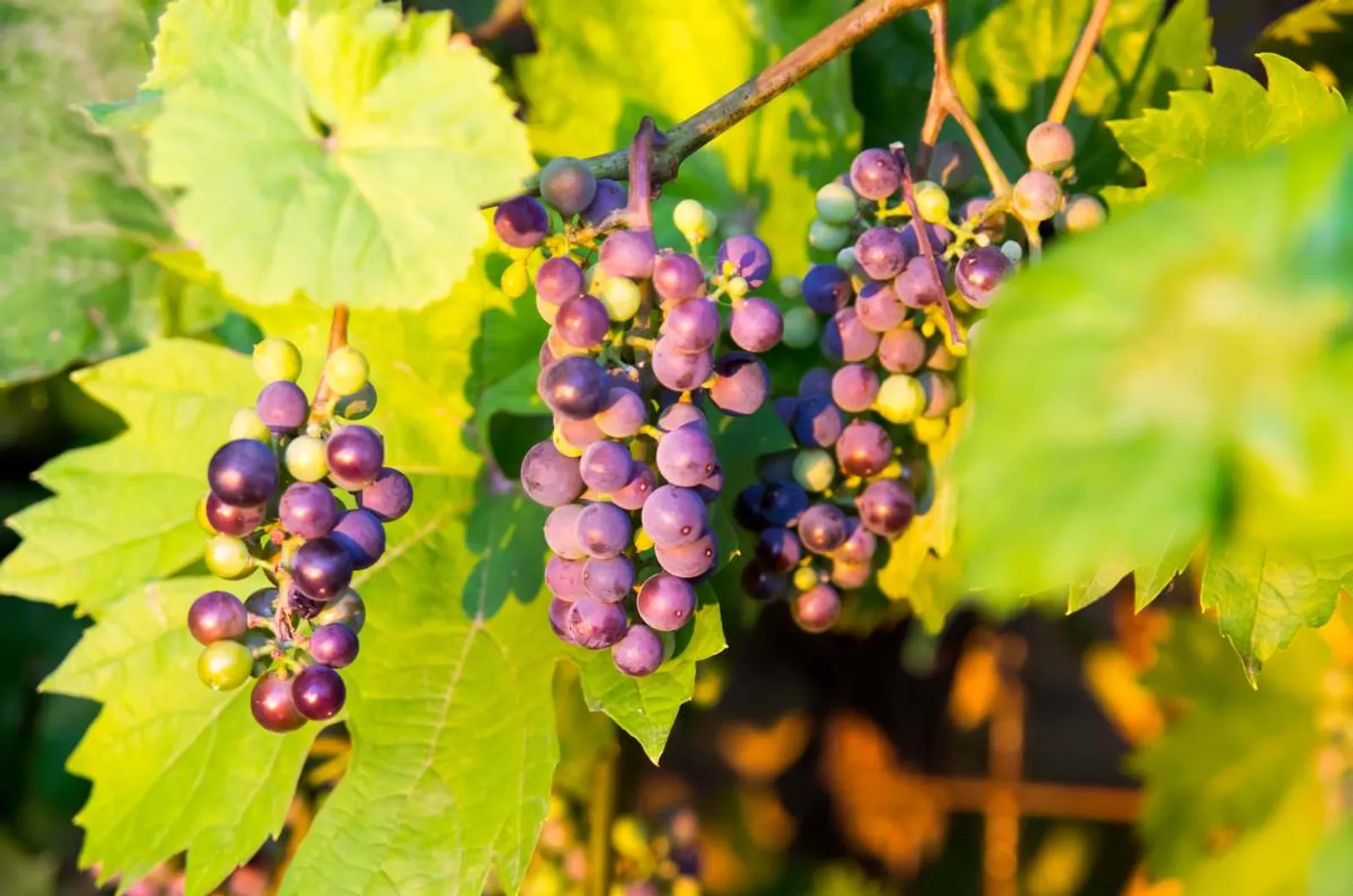Vindruva 'Glorie Boskoop', 5-pack - bild 2