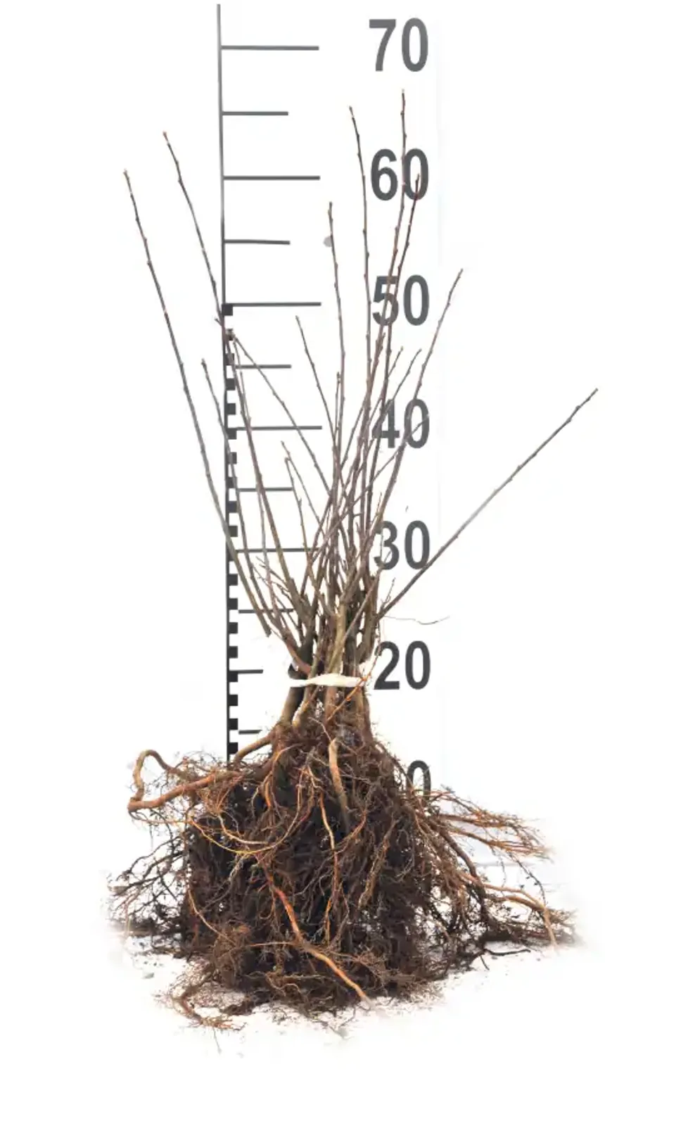 Bukettapel, 30-50 cm - bild 5