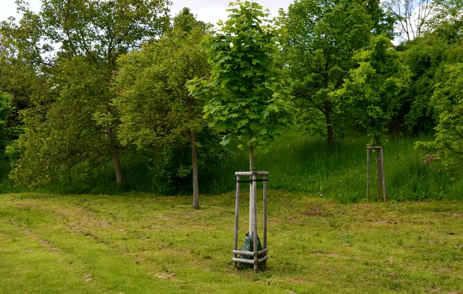 Skogslönn, Högstammat träd - bild 1