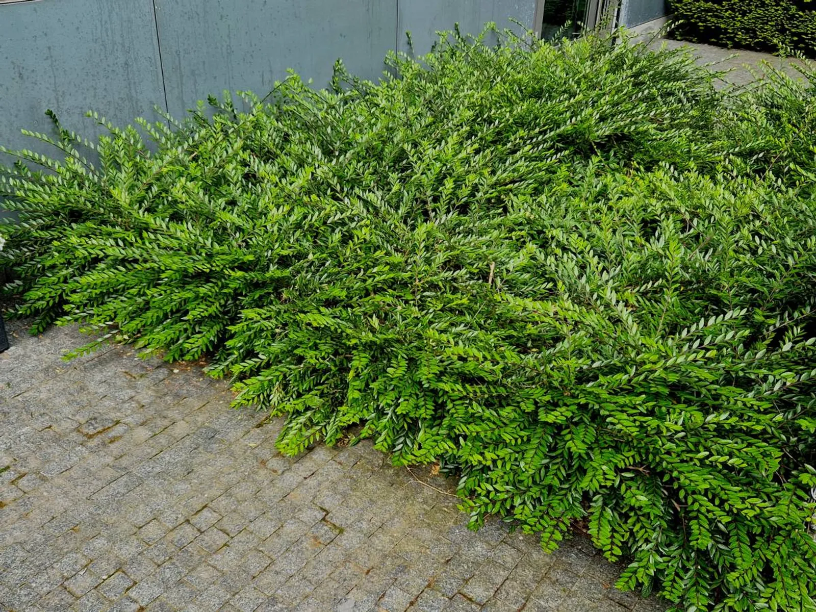Myrtentry 'Maigrün', 15-30 cm - bild 1
