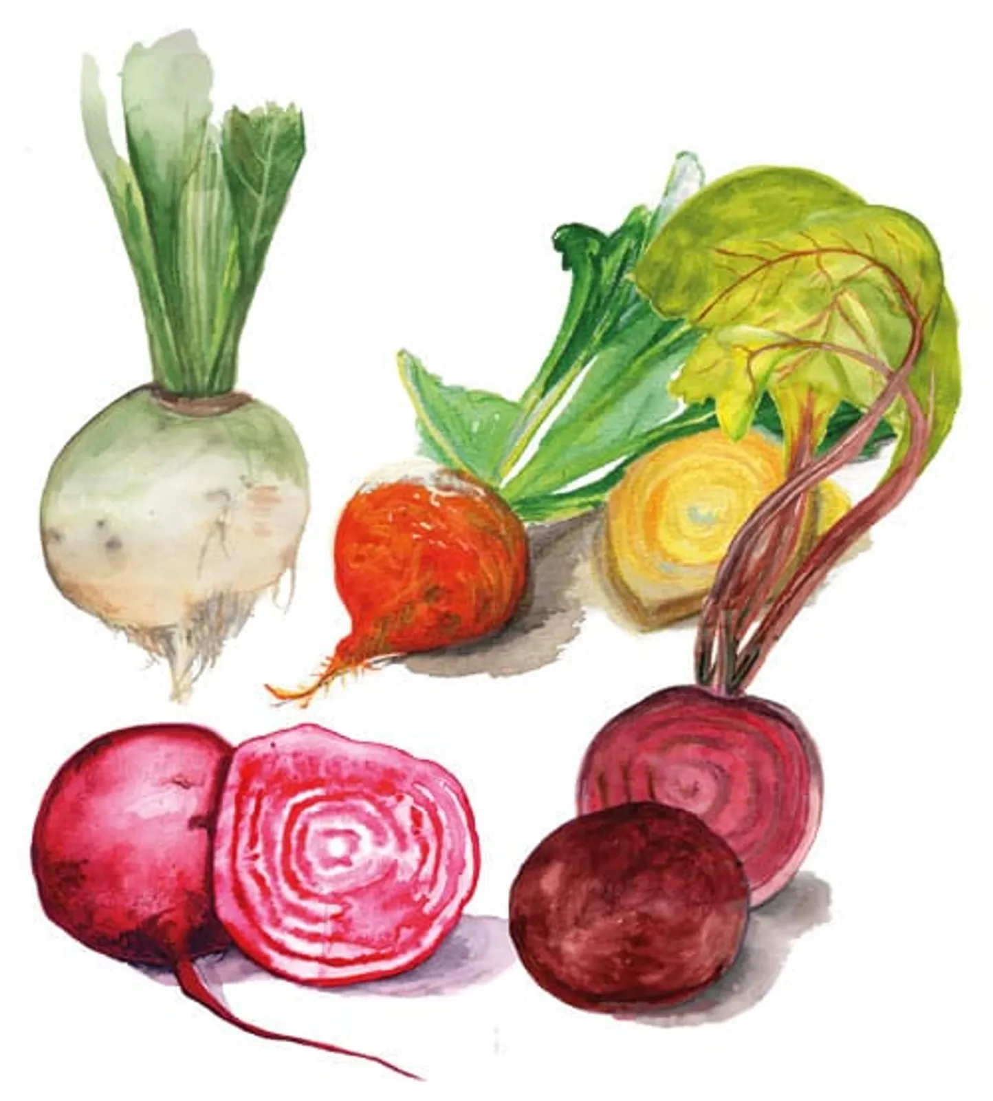 Rödbeta 'Rödbetsmix', Frö - bild 1