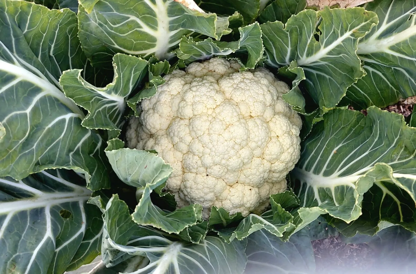 Blomkål 'Amabile', ekofrö - bild 1