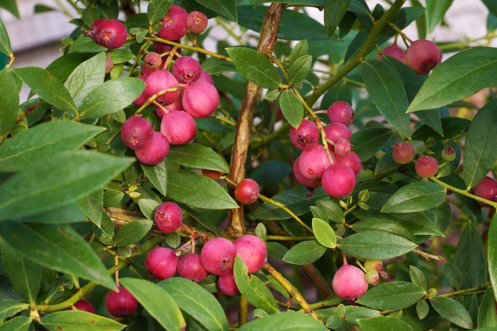 Blåbär 'Pink Lemonade', 3-pack - bild 3