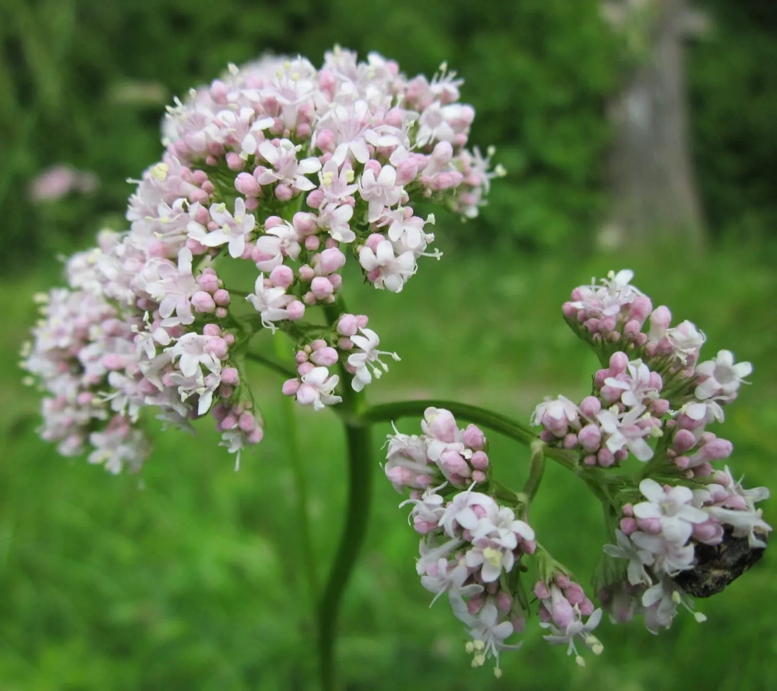 Valeriana, Vänderot 'Valeriana', ekofrö - bild 1
