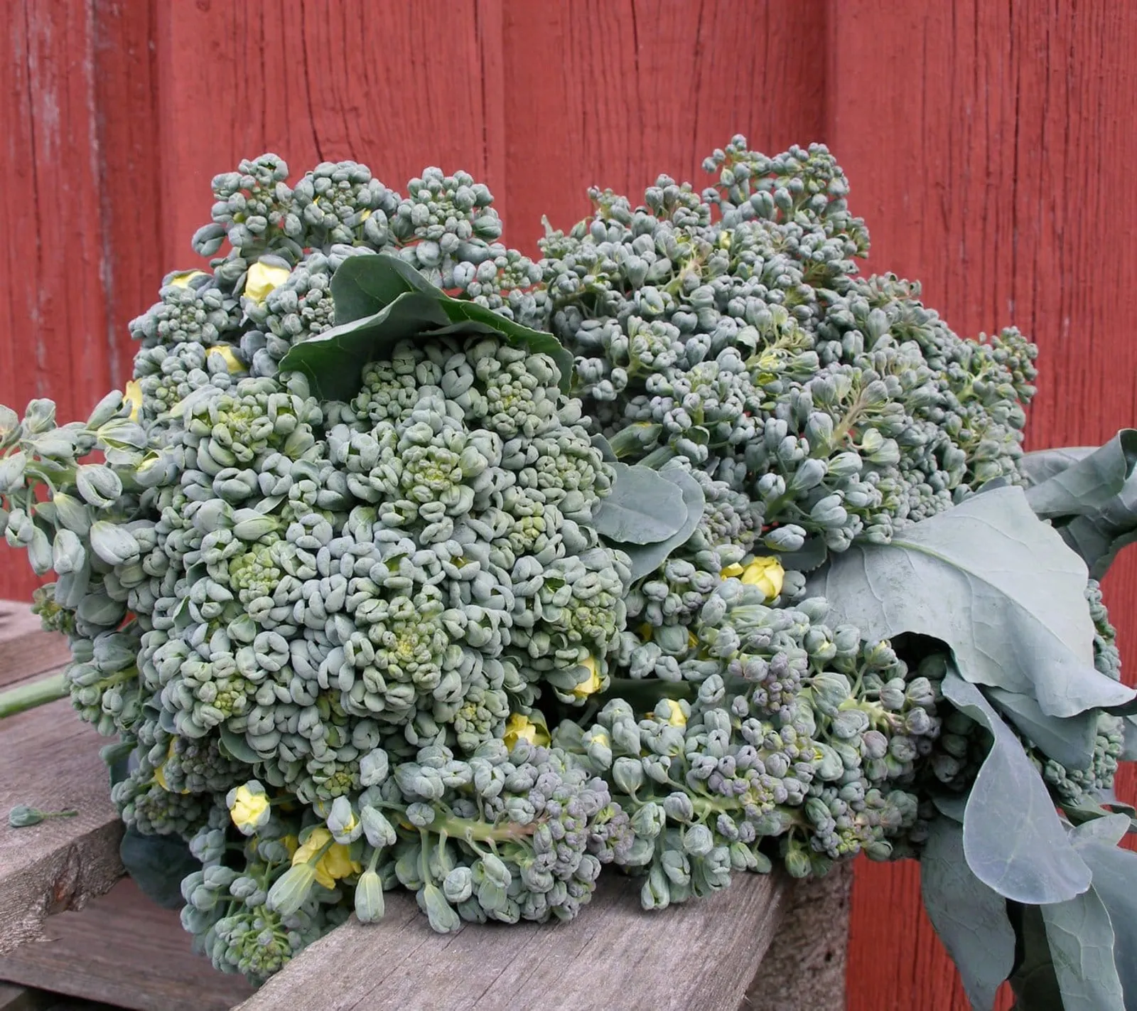 Broccoli 'Piracicaba', ekofrö - bild 1