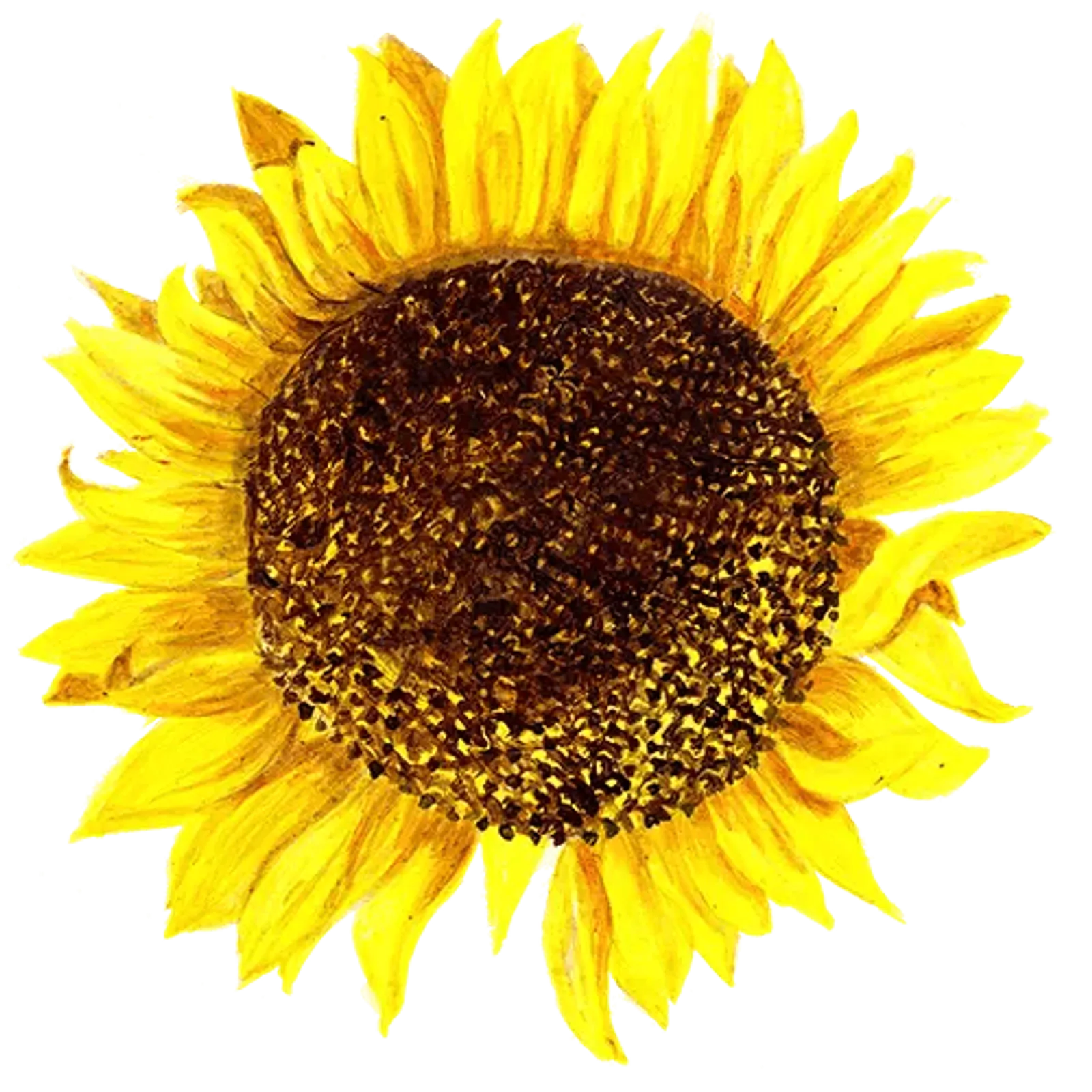 Solros 'Giganteus', Frö - bild 1