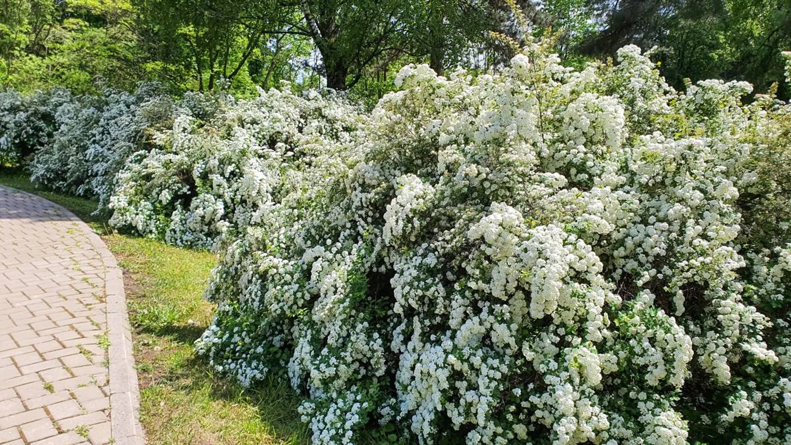 Bukettspirea, 20-40 cm - bild 4