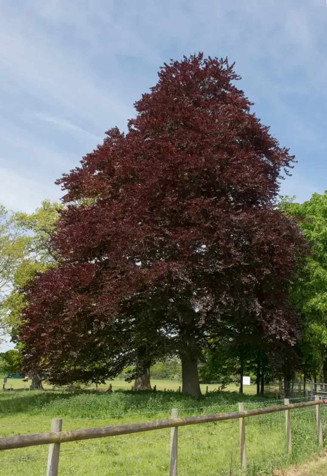 Blodbok 'Purpurea', Högstammat träd - bild 2