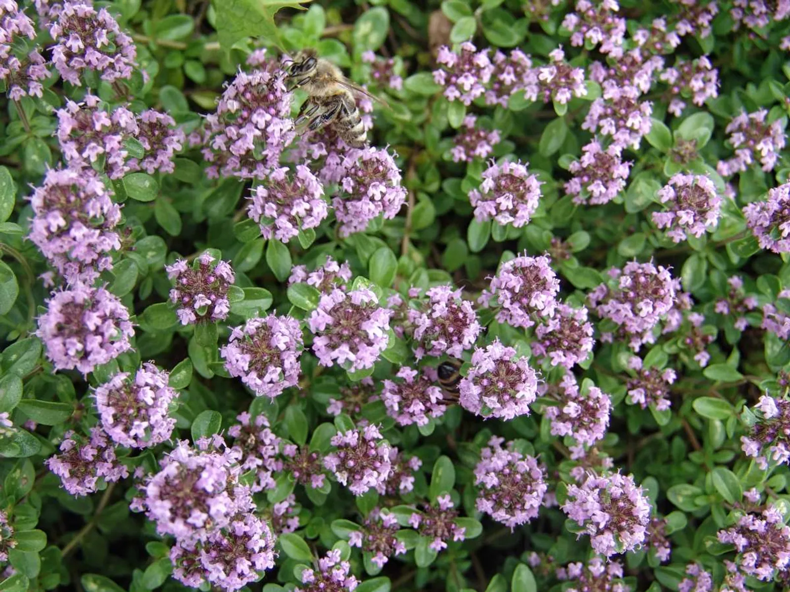 Kaskadtimjan 'Odoratus', 15-pack - bild 1
