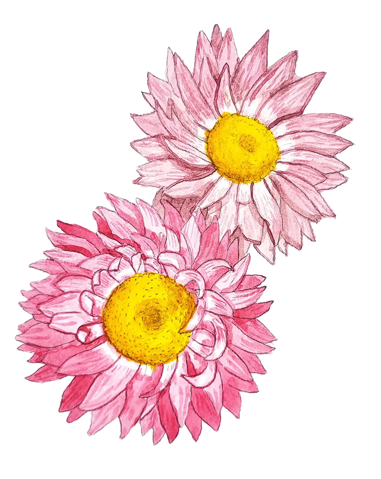 Roseneternell, Frö - bild 1