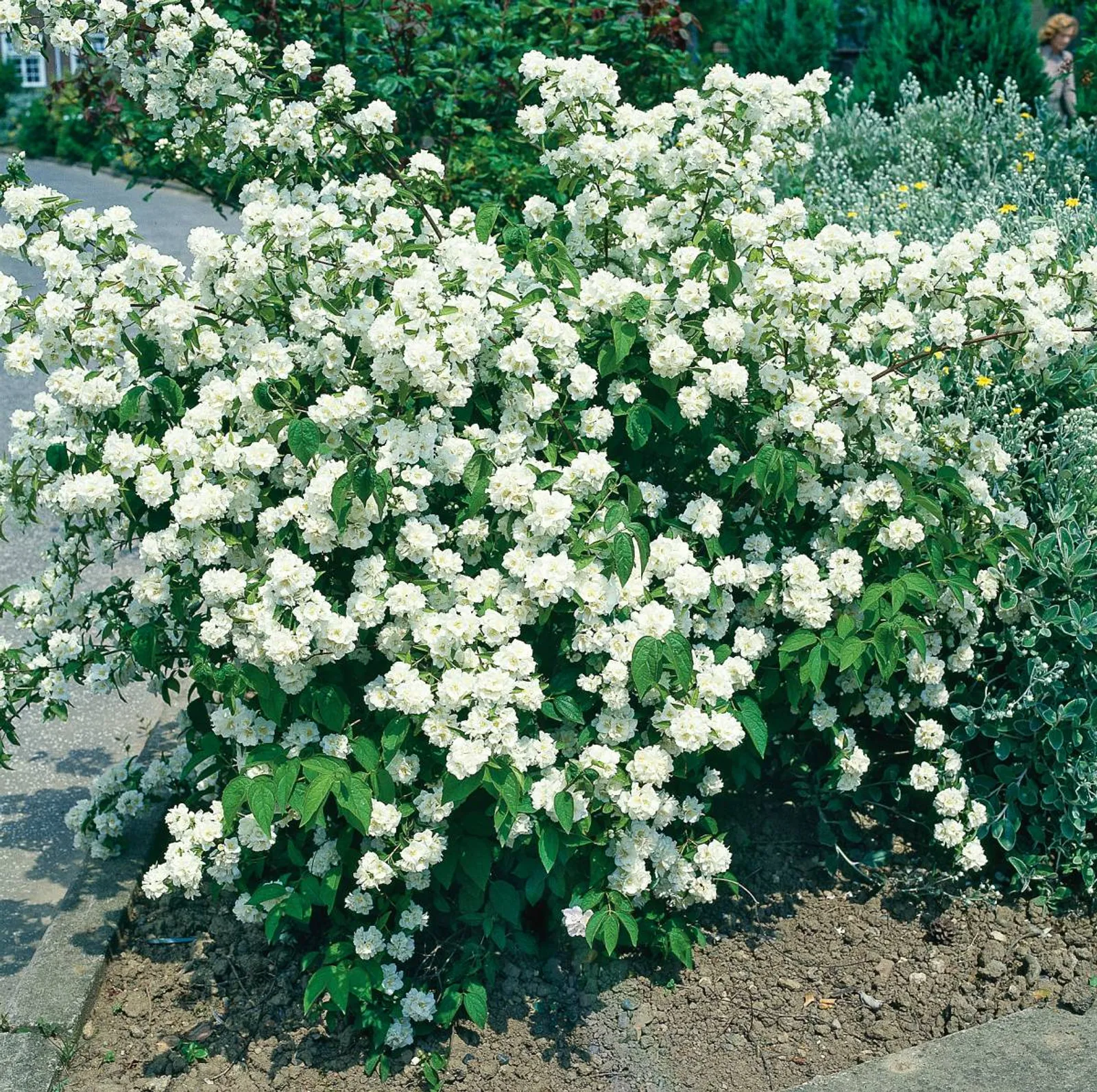 Doftschersmin, 80-100 cm, Goliat - bild 1