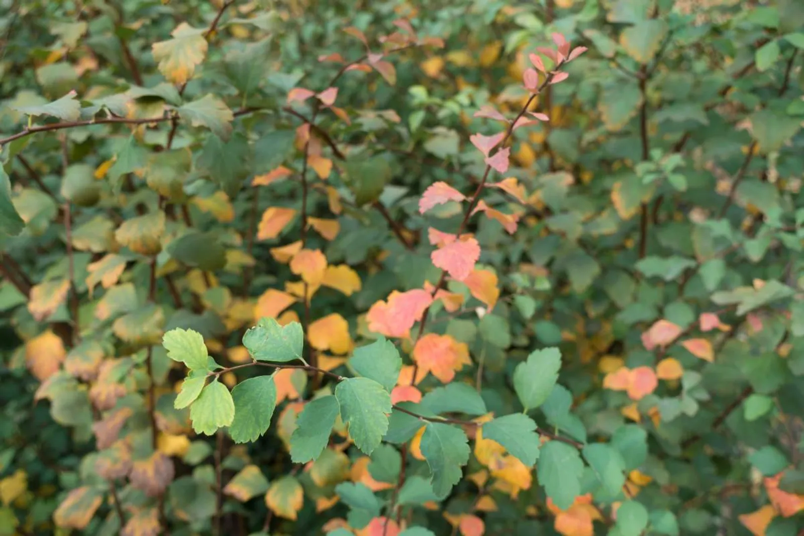 Bukettspirea, 20-40 cm - bild 5