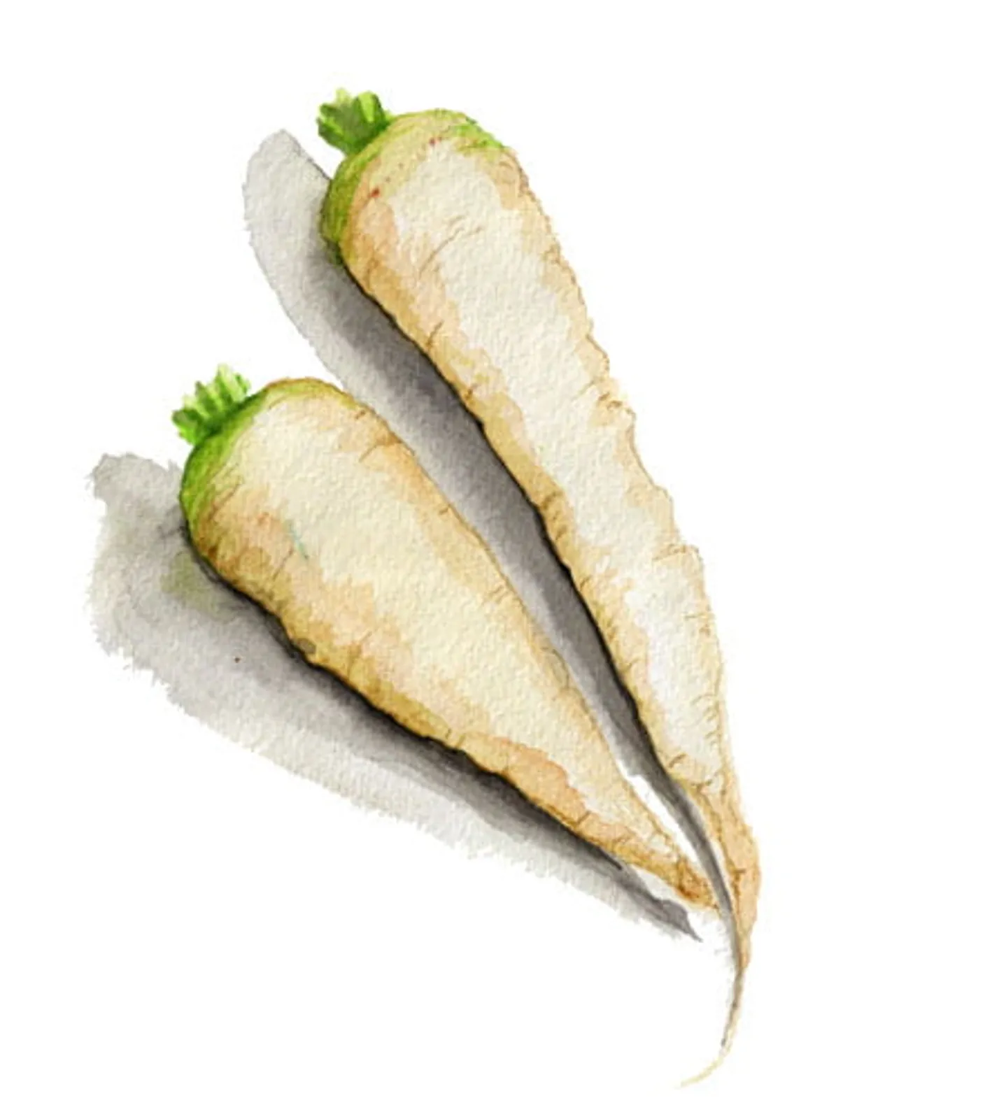 Vit Morot 'Maruschka', Frö - bild 1