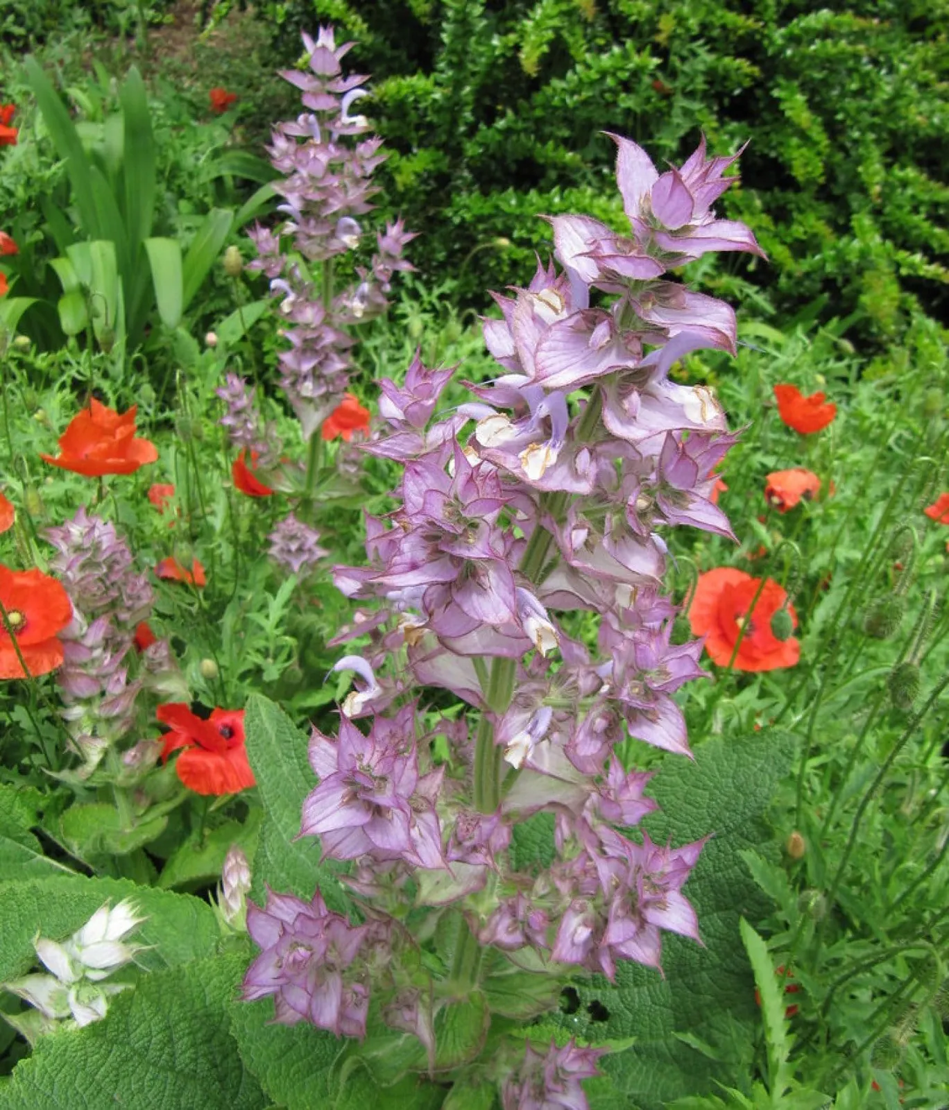 Salvia 'Muskatellsalvia', ekofrö - bild 1