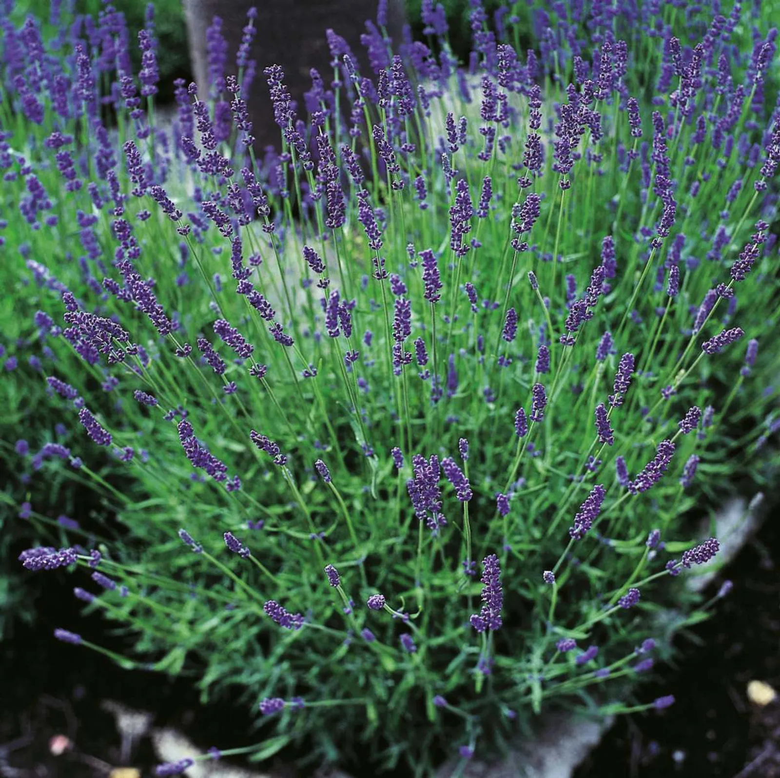 Lavendel 'Hidcote', 10-pack - bild 1