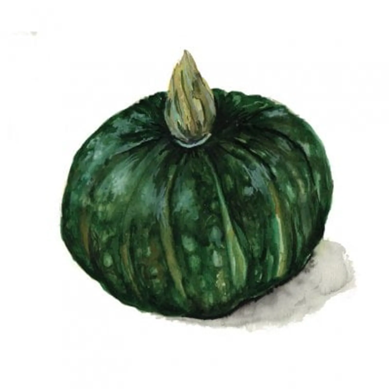 Vintersquash 'Buttercup Bush Emerald', Frö - bild 1