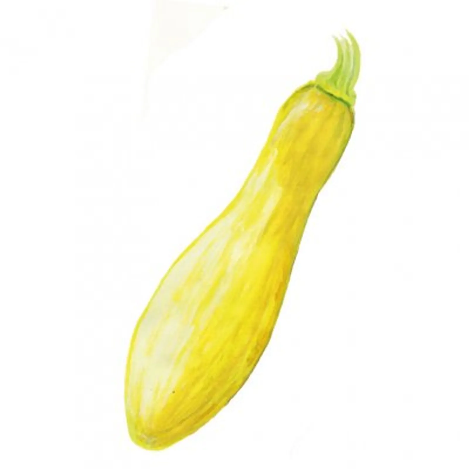 Sommarsquash 'Yellow Straightneck', Frö - bild 1