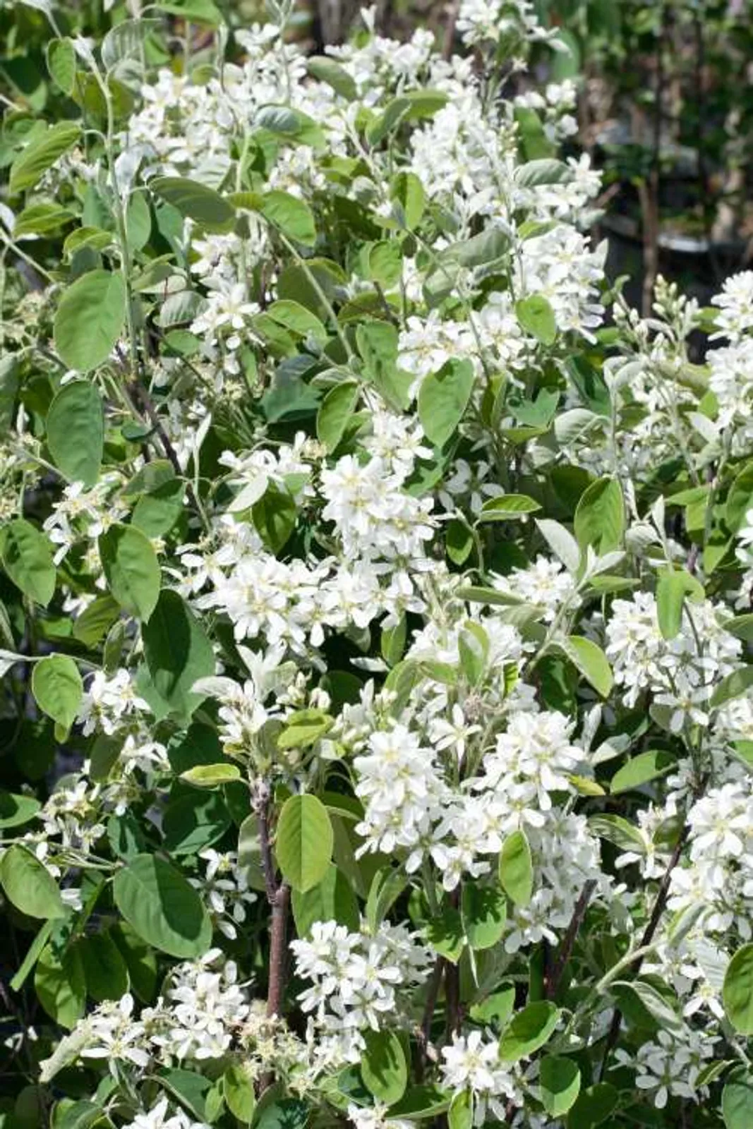 Bärhäggmispel, 20-40 cm - bild 1