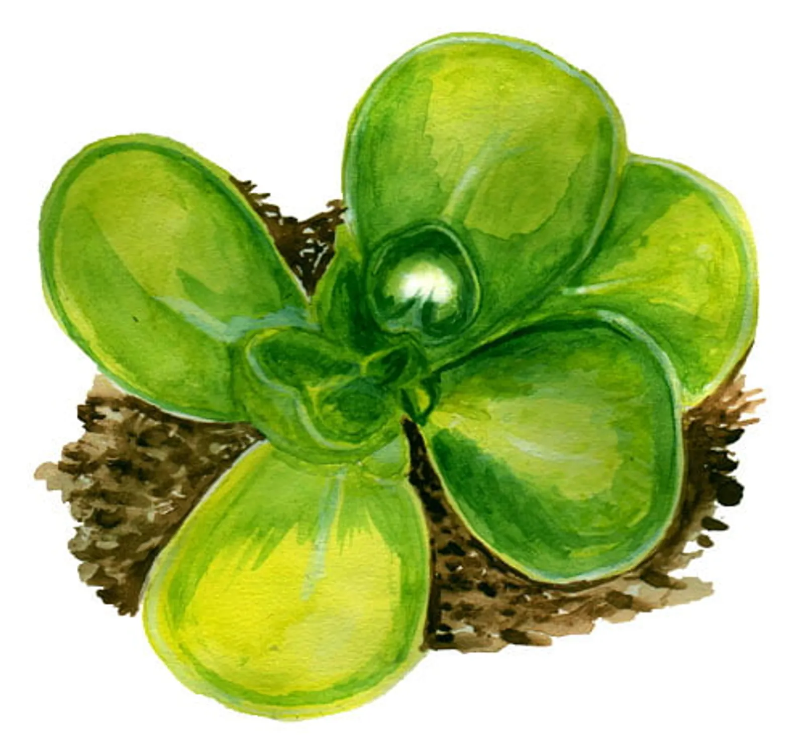Portulak 'Golden Purslane', Frö - bild 1