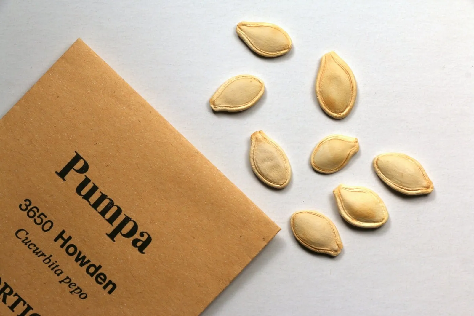 Pumpa 'Howden', ekofrö - bild 2