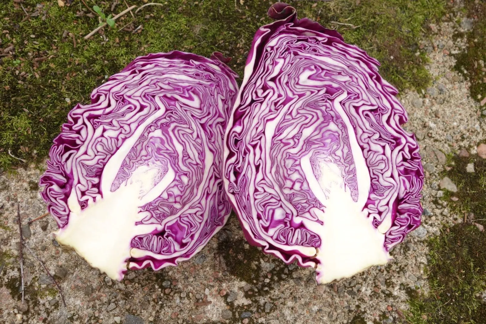 Spetskål 'Kalibos', ekofrö - bild 2