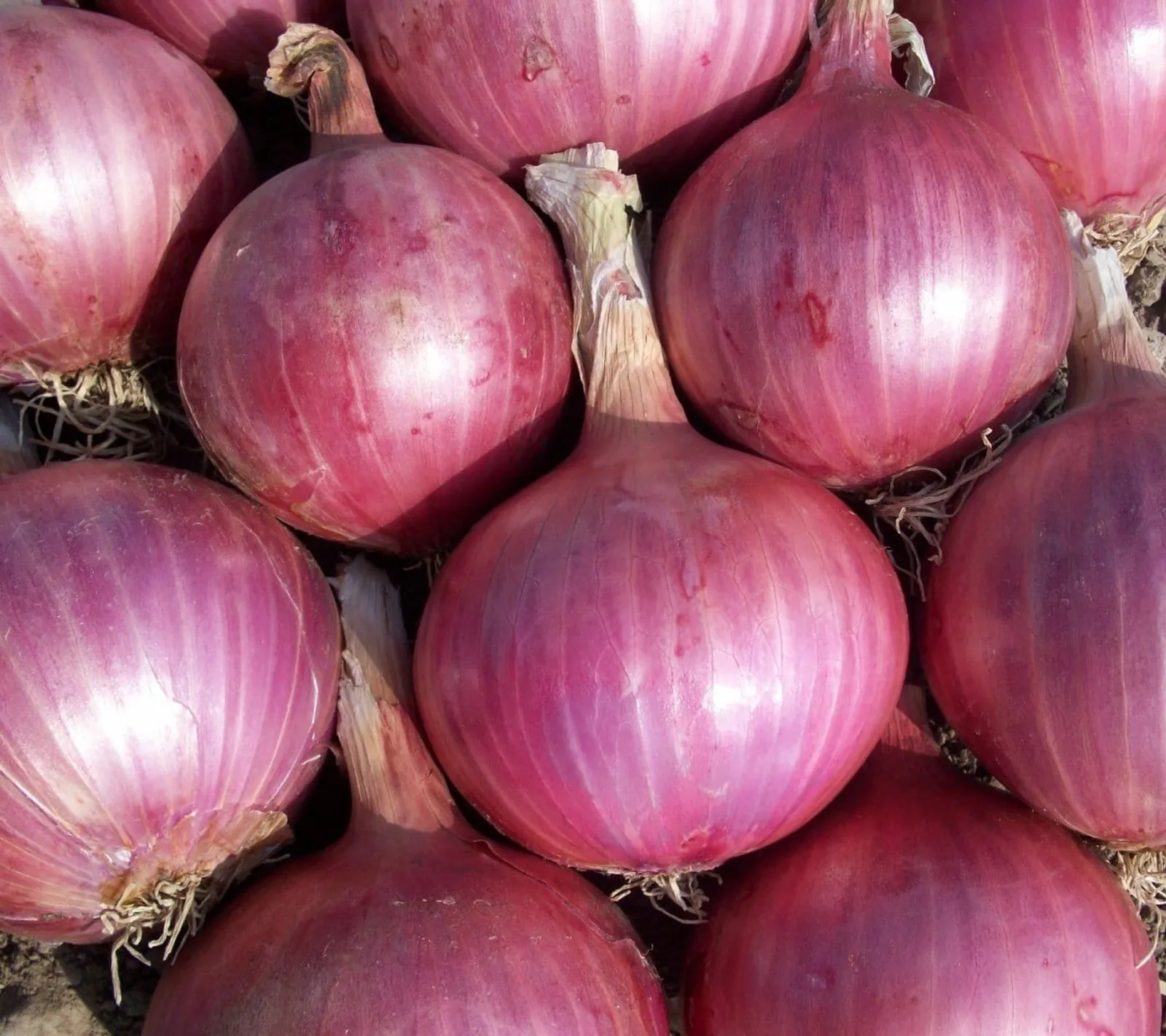 Rödlök 'Red Baron', ekofrö - bild 1