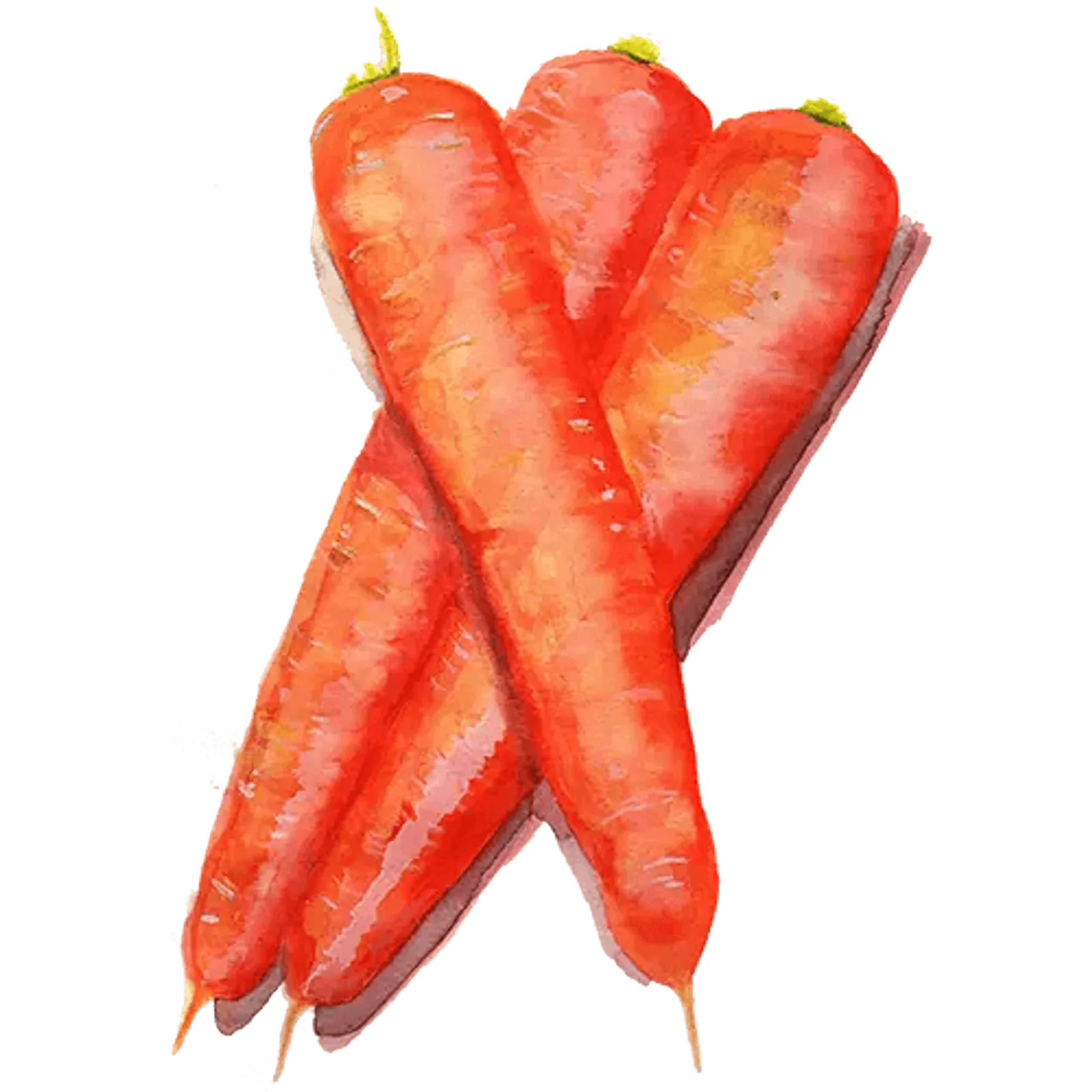 Morot 'Long Orange', Frö - bild 1
