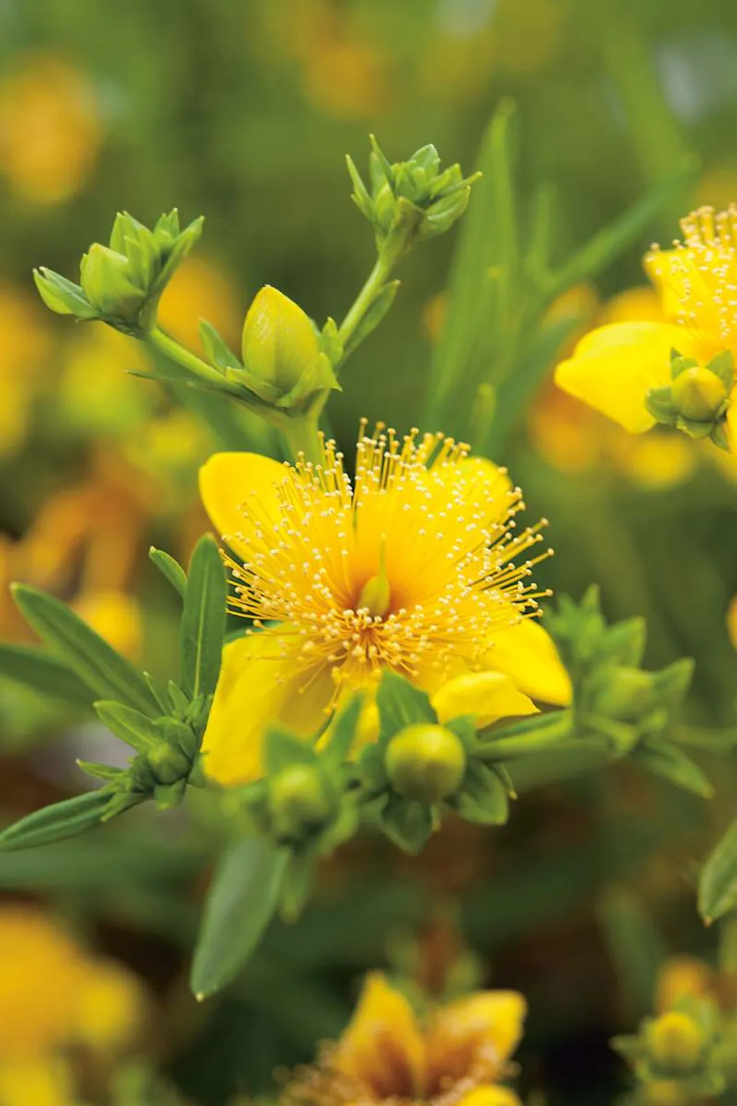 Knapphyperikum 'Gemo', 10-pack - bild 1