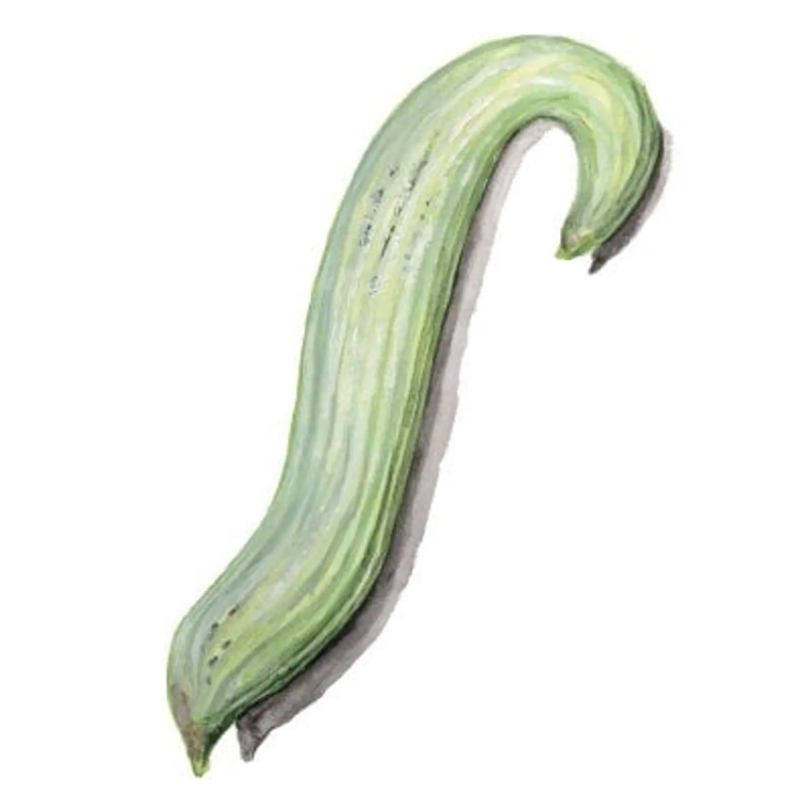 Melongurka 'Armenisk Melongurka', Frö - bild 1
