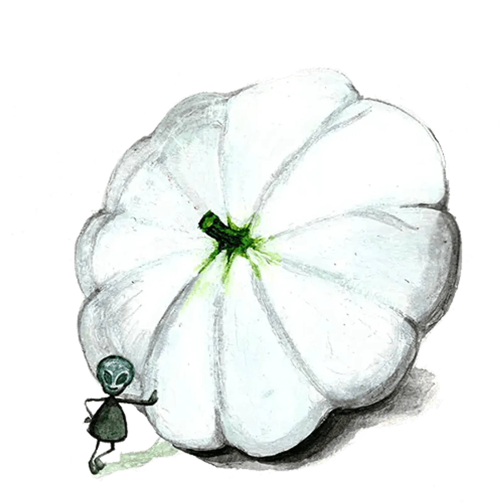 Sommarsquash 'Custard White', Frö - bild 1