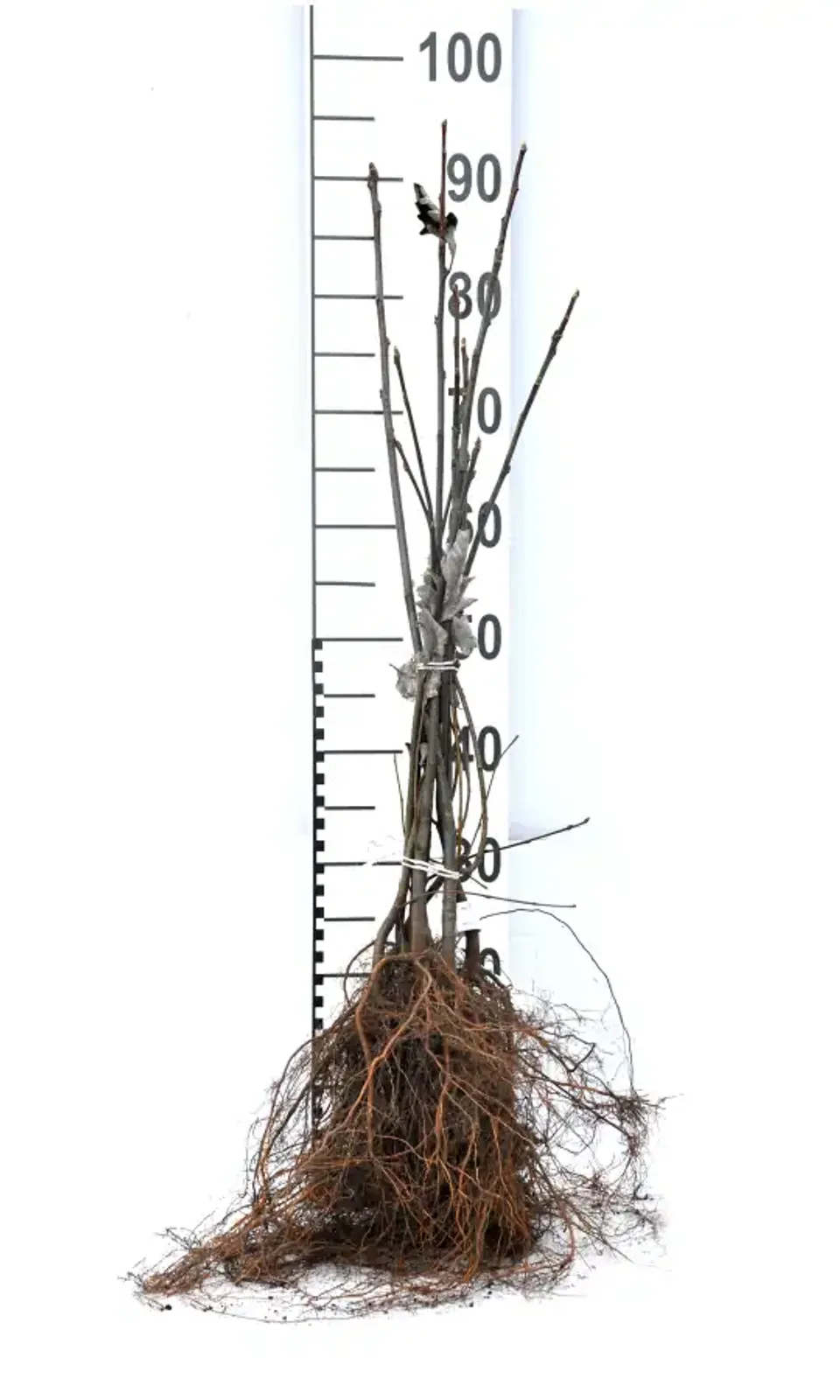 Häckoxel, 50-80 cm - bild 5