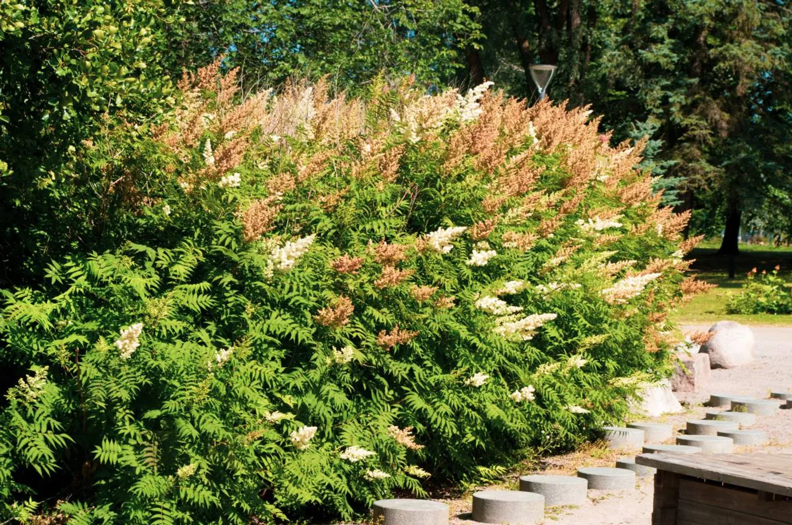 Liten rönnspirea 'Maia' E, 20-40 cm - bild 3