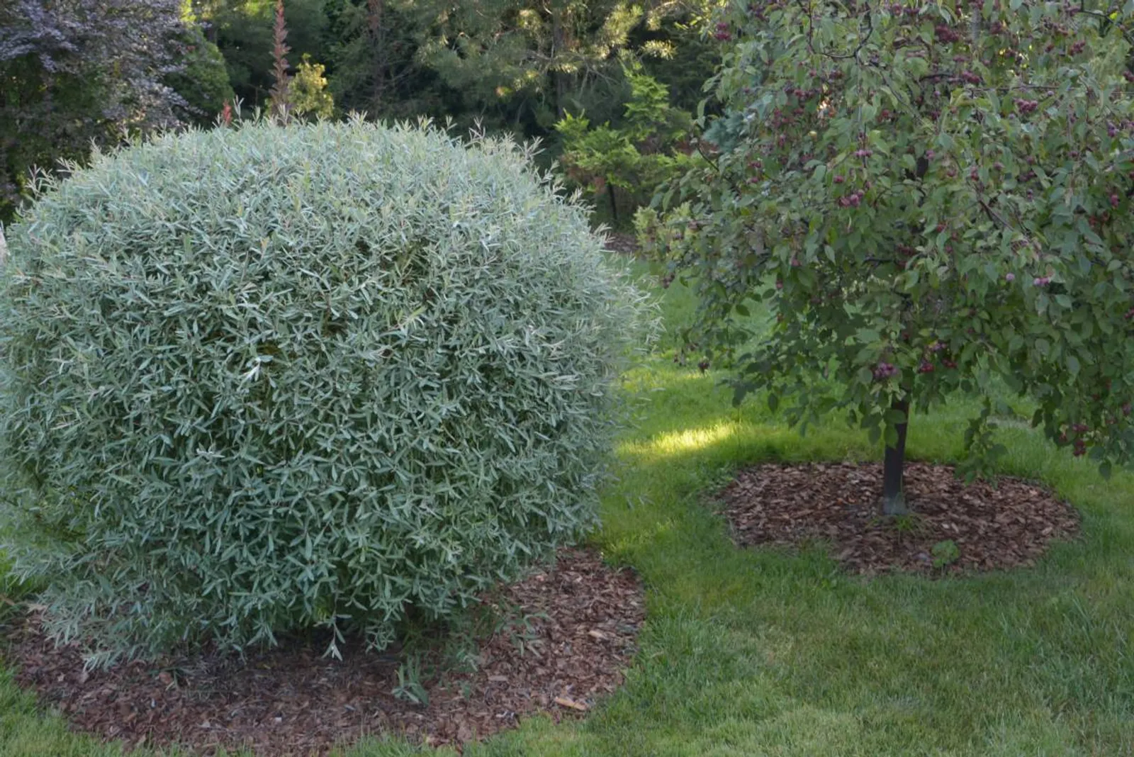 Litet rödvide 'Nana', 30-40 cm - bild 2