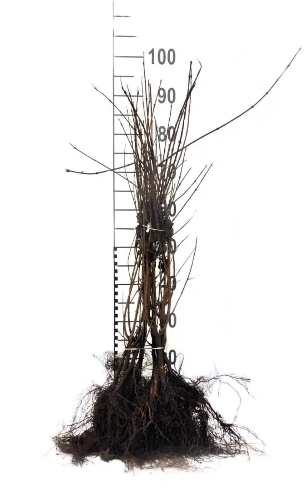 Naverlönn, 50-80 cm - bild 5