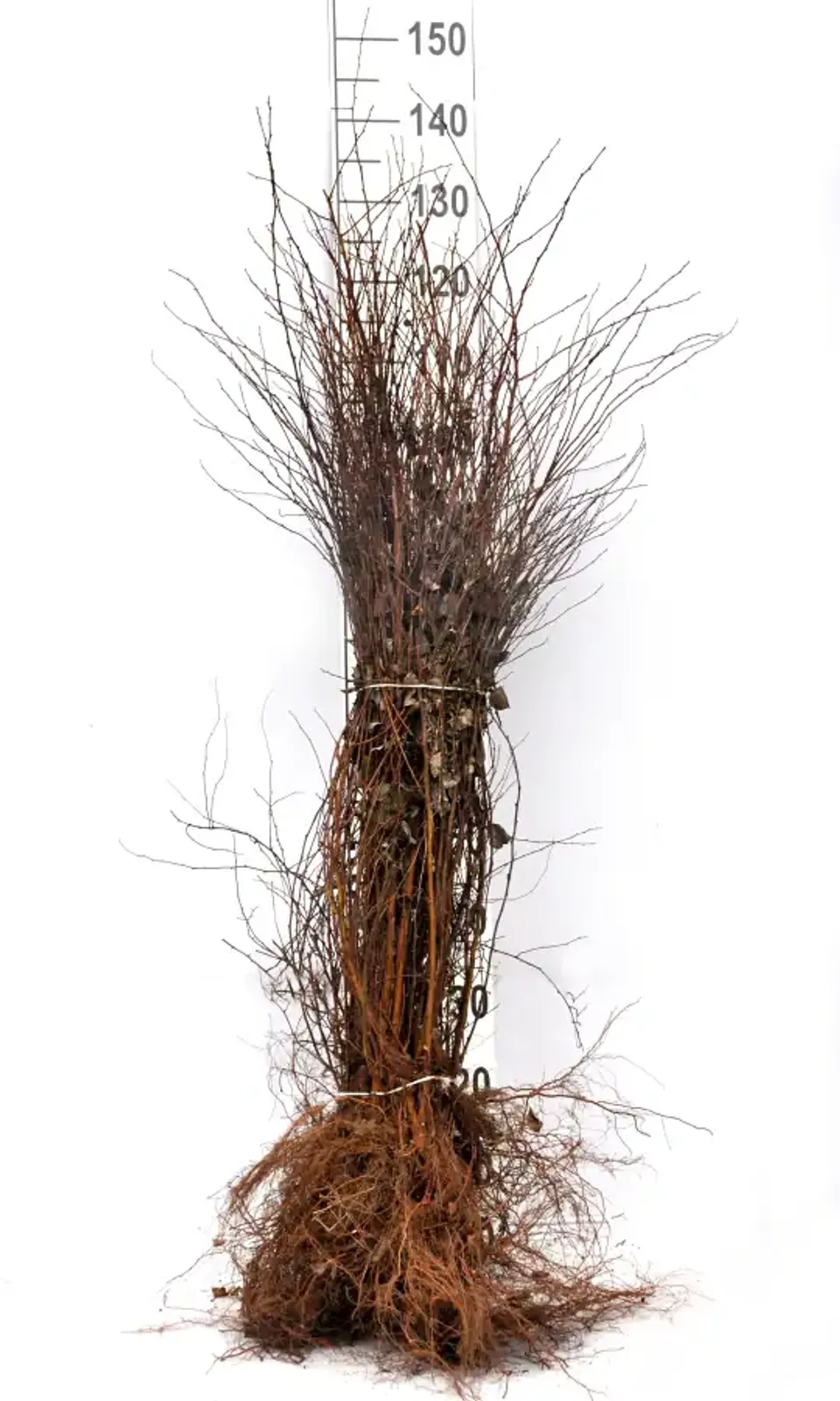 Bukettspirea, 50-80 cm - bild 6
